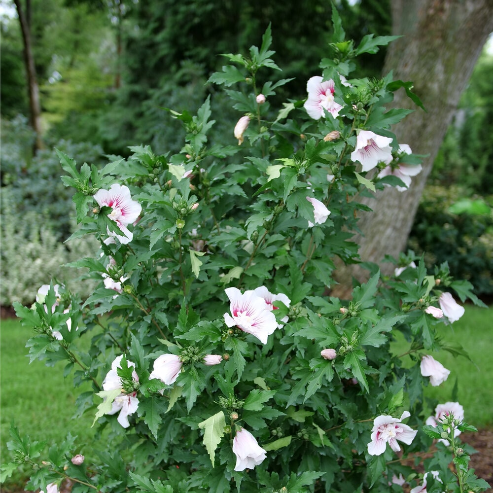 Proven Winners HIBPRC2167800 shrubs - View #3