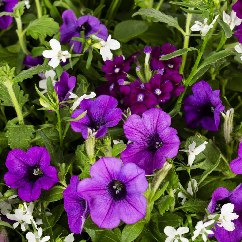 Ready Refill NURSERY annuals - View #2