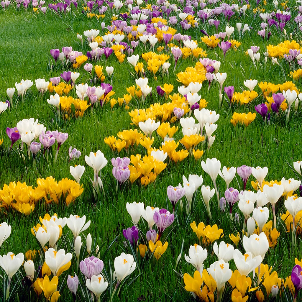 Van Zyverden 87093 Multicolor Crocus Large Flowering Blend Quantity Landscape Bulbs 3000 Count