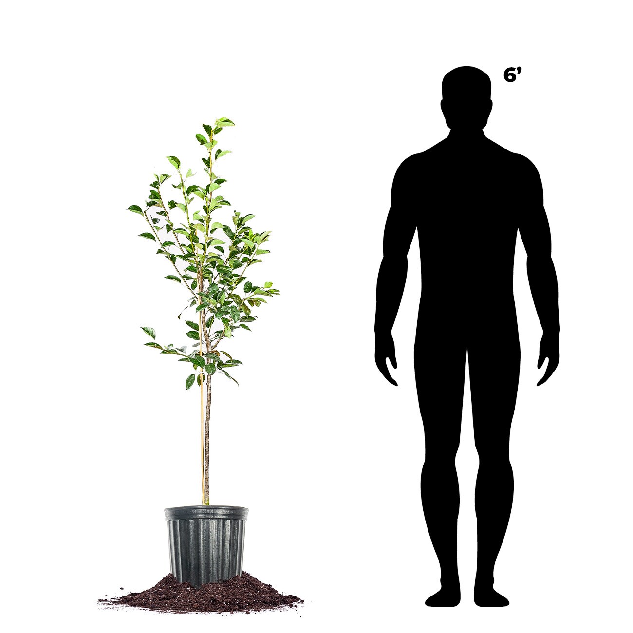 Perfect Plants LOKIEFFERPEAR3G trees - View #5