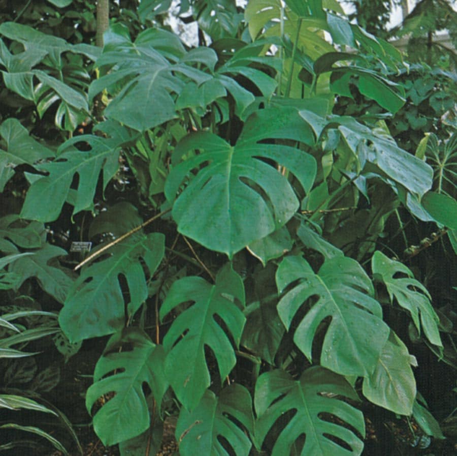 Lowe's NURSERY Split-leaf Philodendron Shrub in with White Blooms