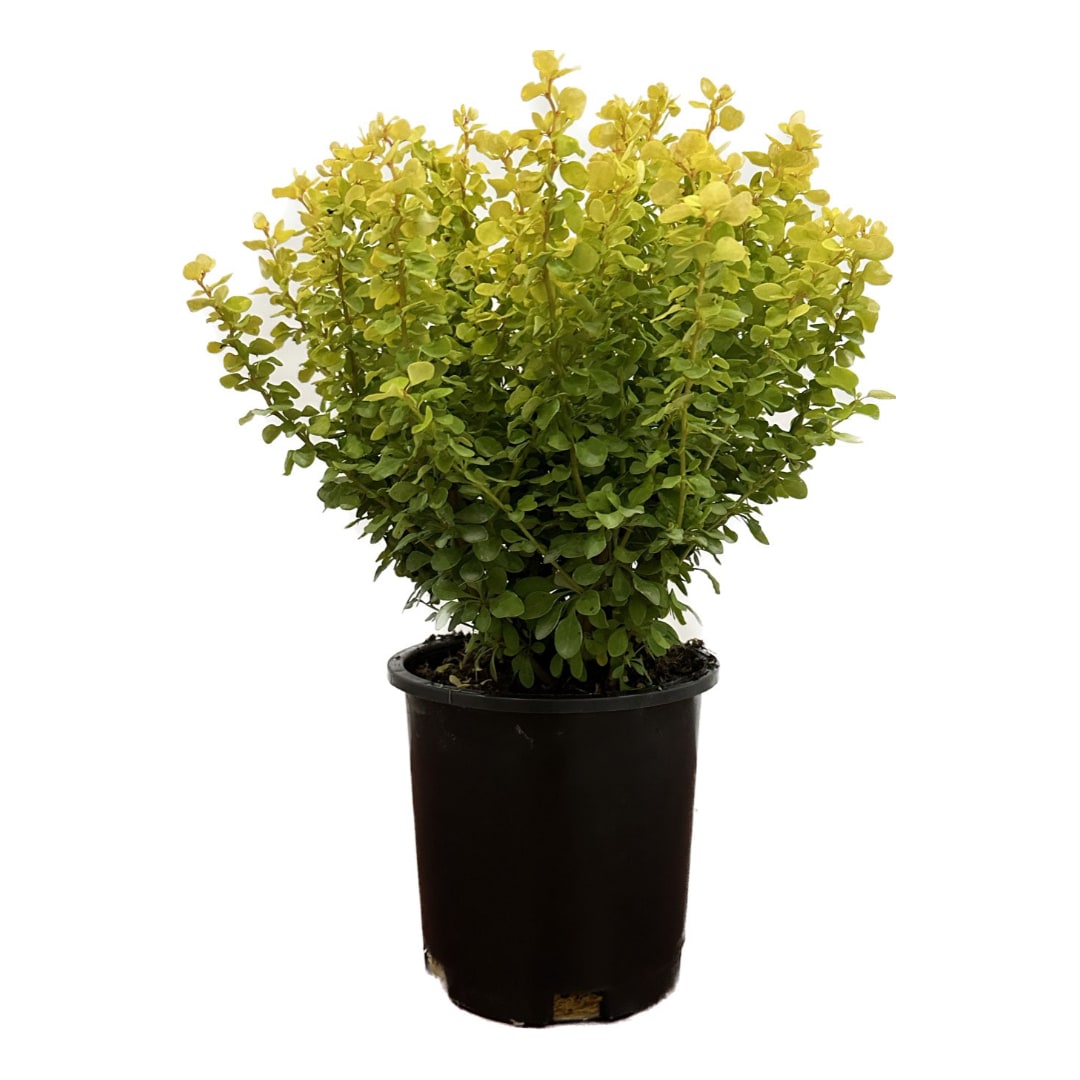  O090101 Bonanza Gold Barberry Accent Shrub in 2.5 -Quart Pot 1 -Pack with Yellow Blooms