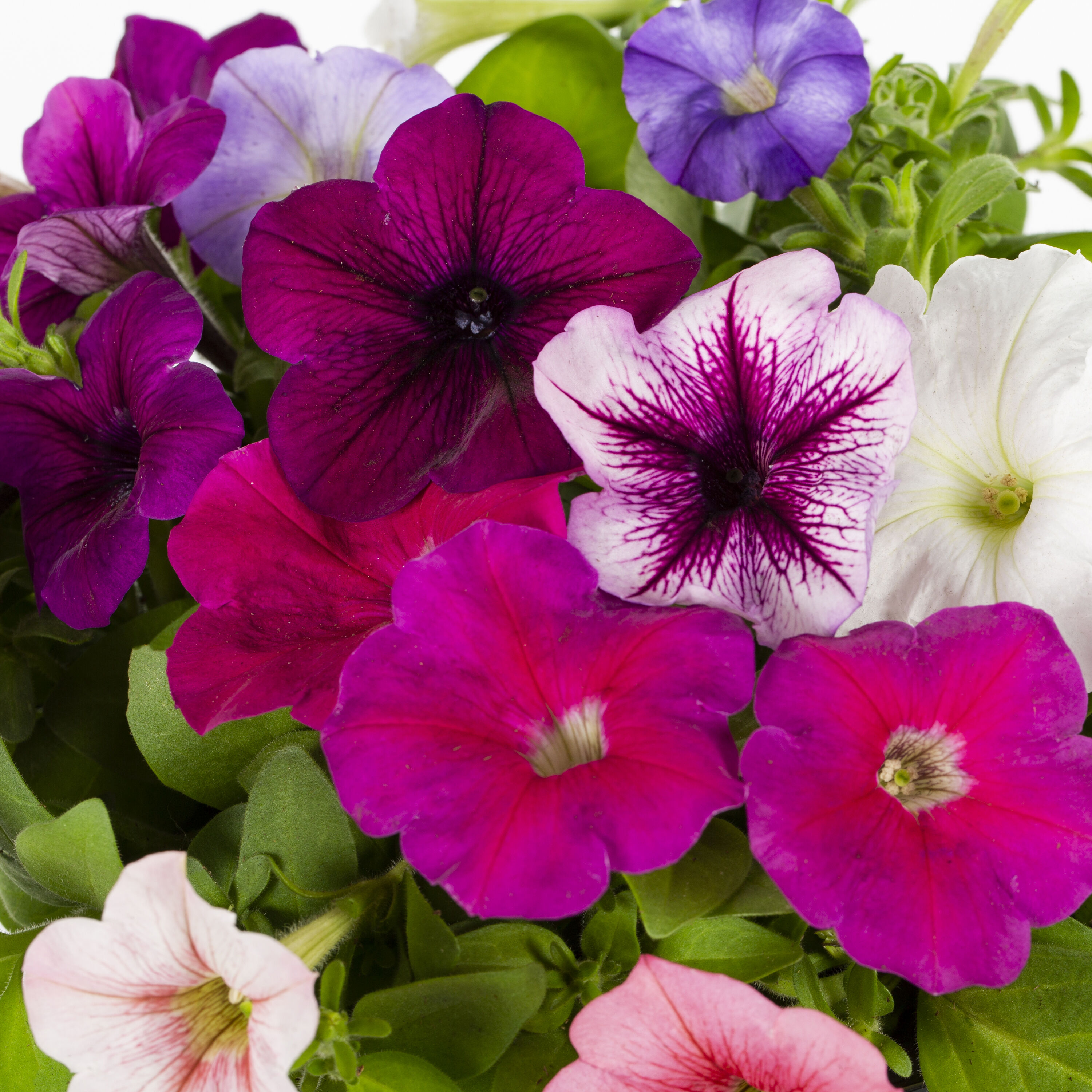 Lowe's 468709 annuals - View #3