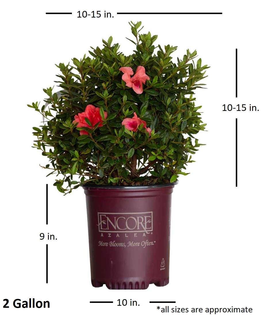 Encore Azalea 80492-2 shrubs - View #6