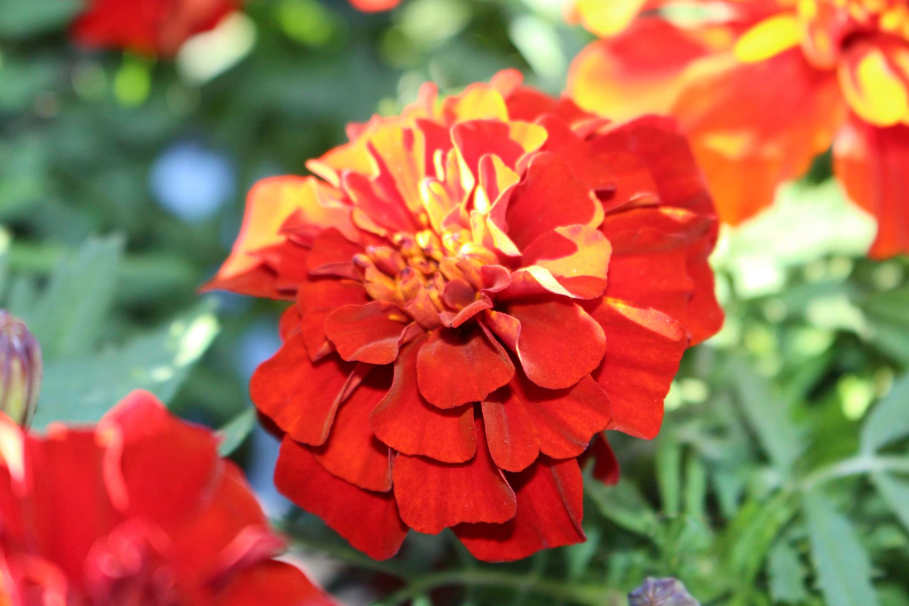 Lowe's 212679 annuals - View #7