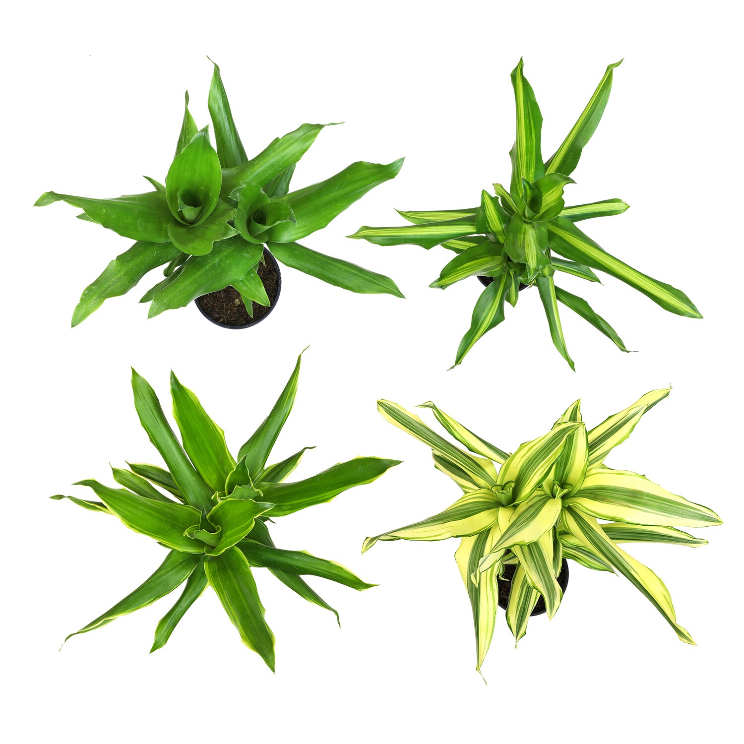 Altman Plants 0872698 hseplants - View #2