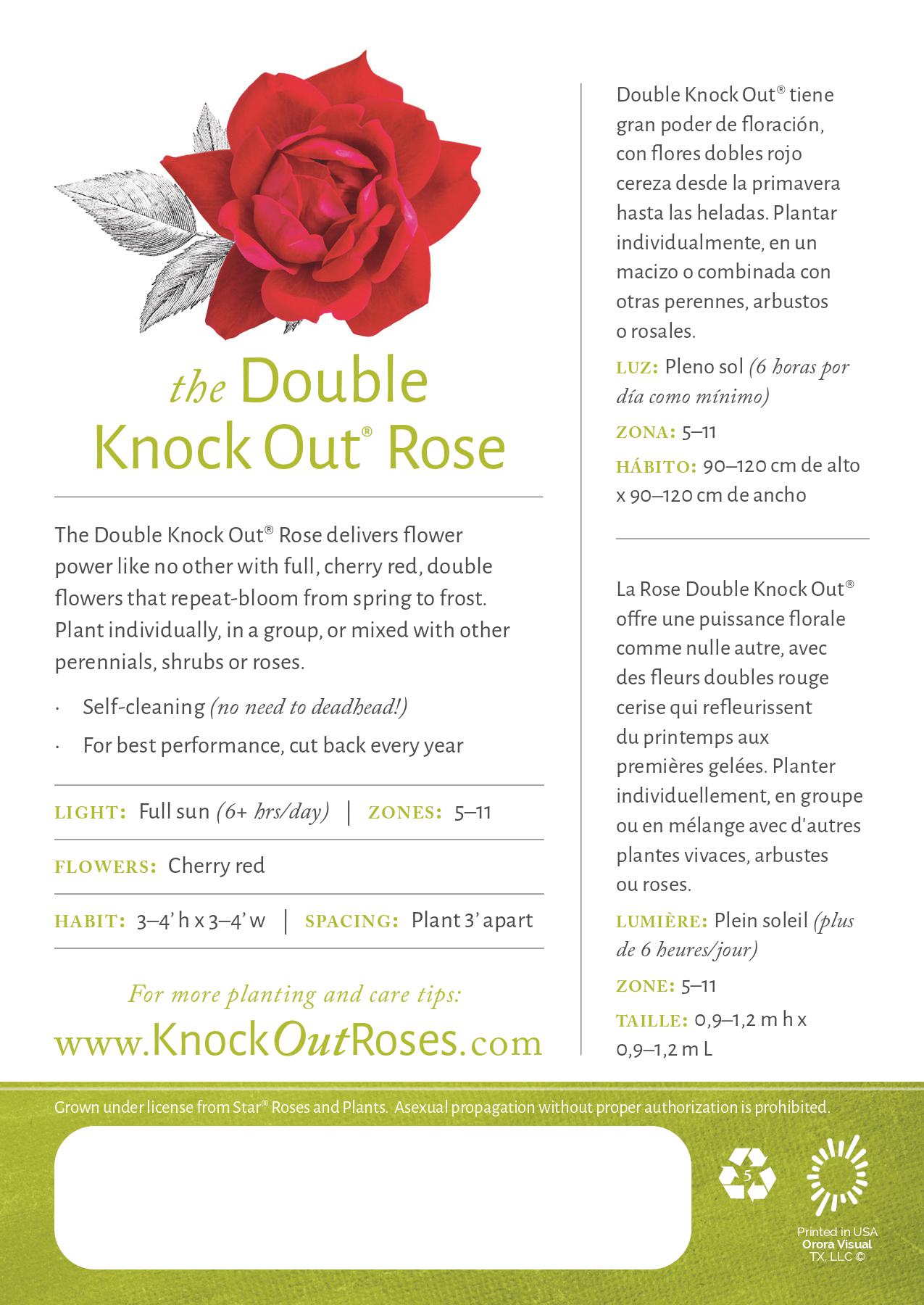 National Plant Network LW1290 roses - View #4