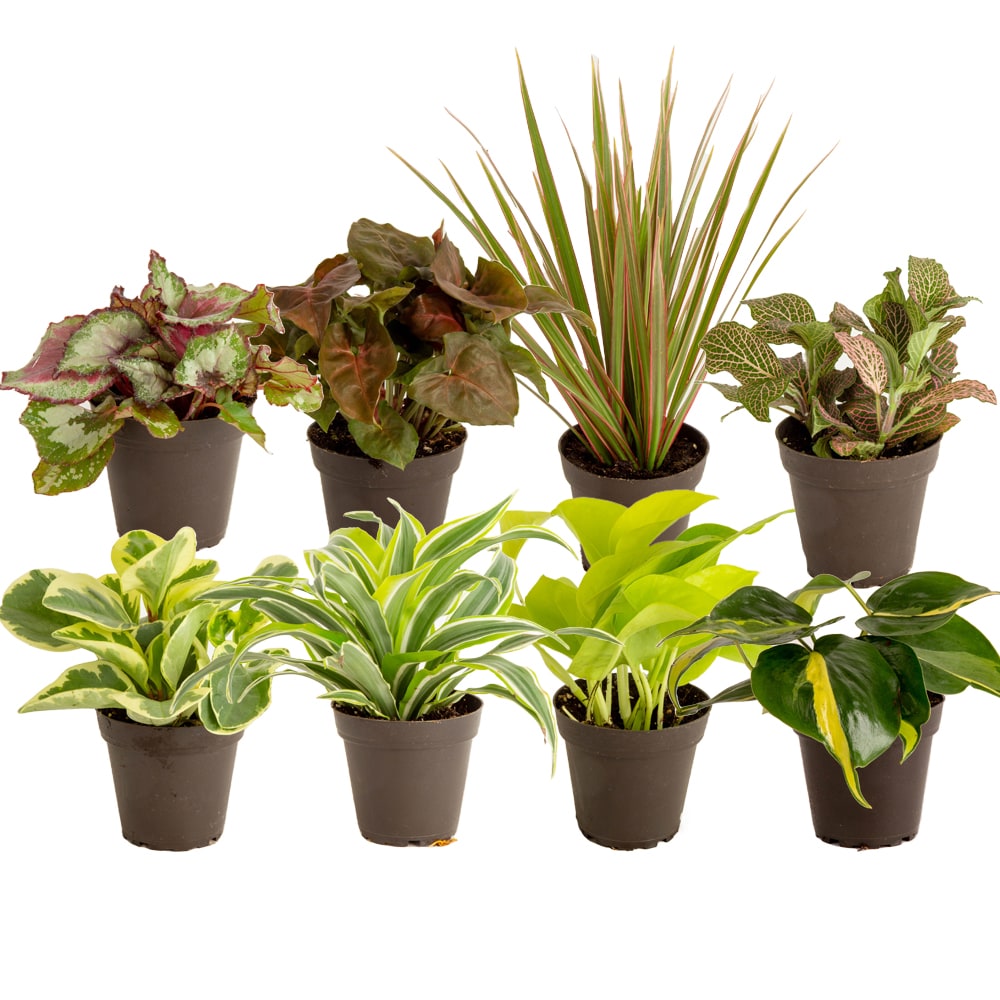 Succulent - 2.0 Pot, Indoor Plant, Tropical Plant