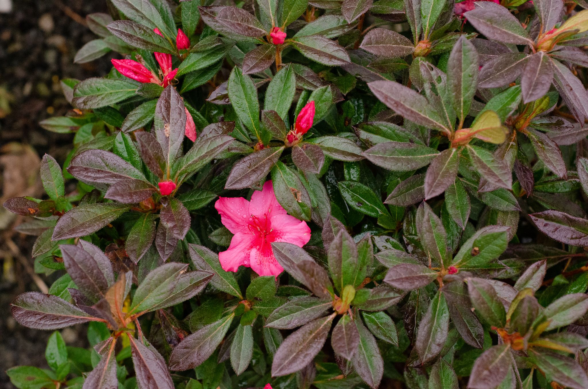 Encore Azalea 80421-1 shrubs - View #10