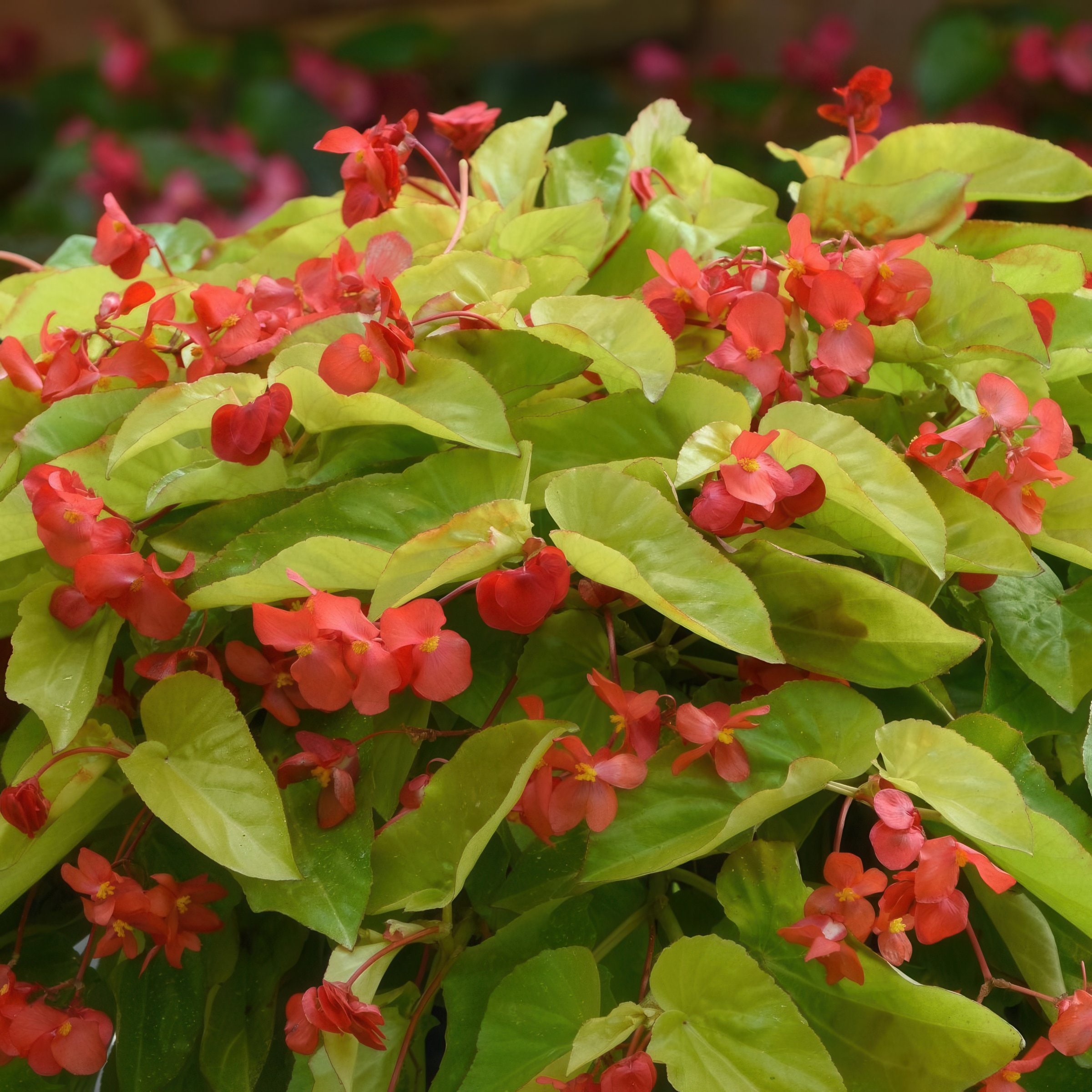 National Plant Network LW1901 Red Begonia Canary Wings in 4-in Pot 3-Pack