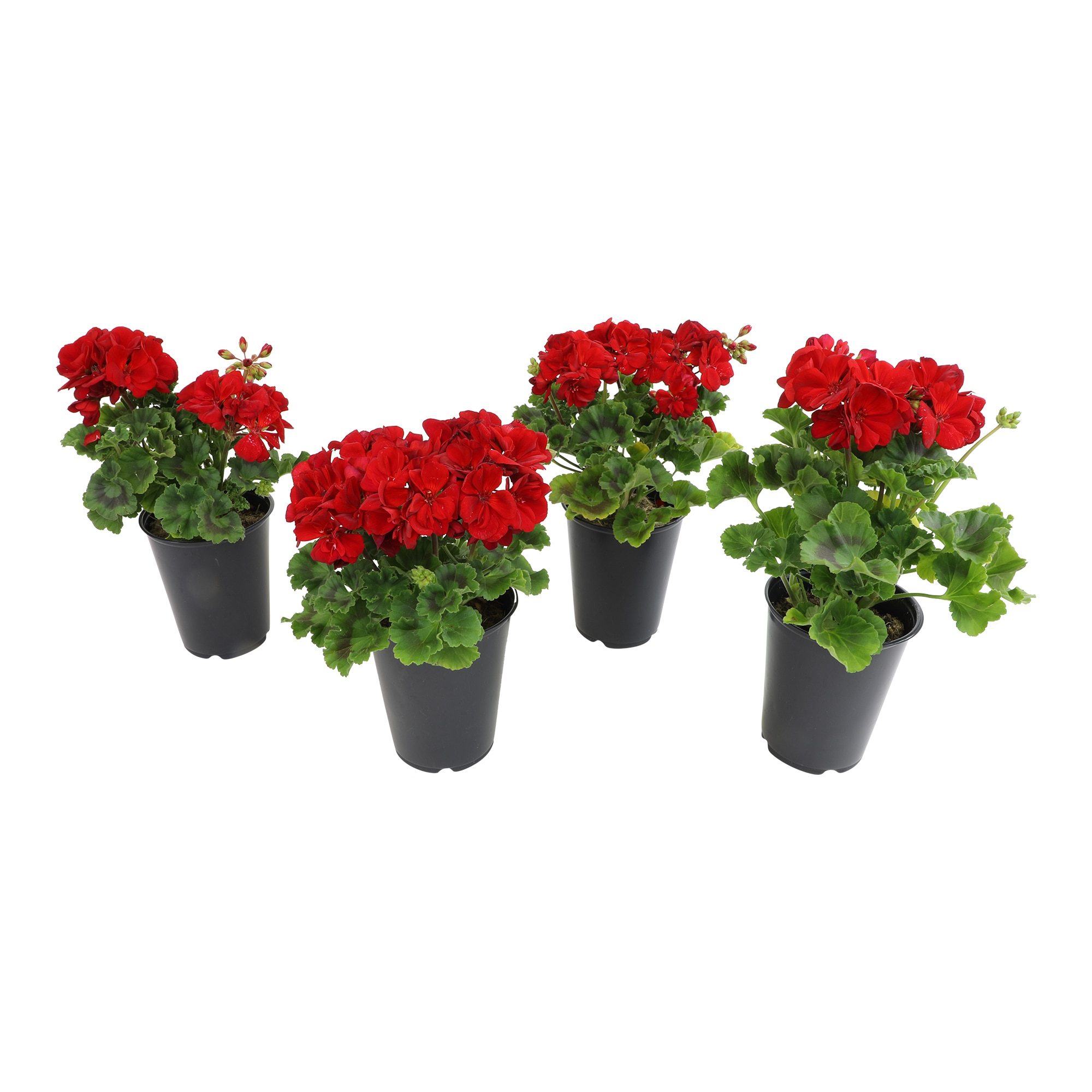 Altman Plants 0872840 Red Geraniums Plant in 4 -Pack Pot 4 -Pack