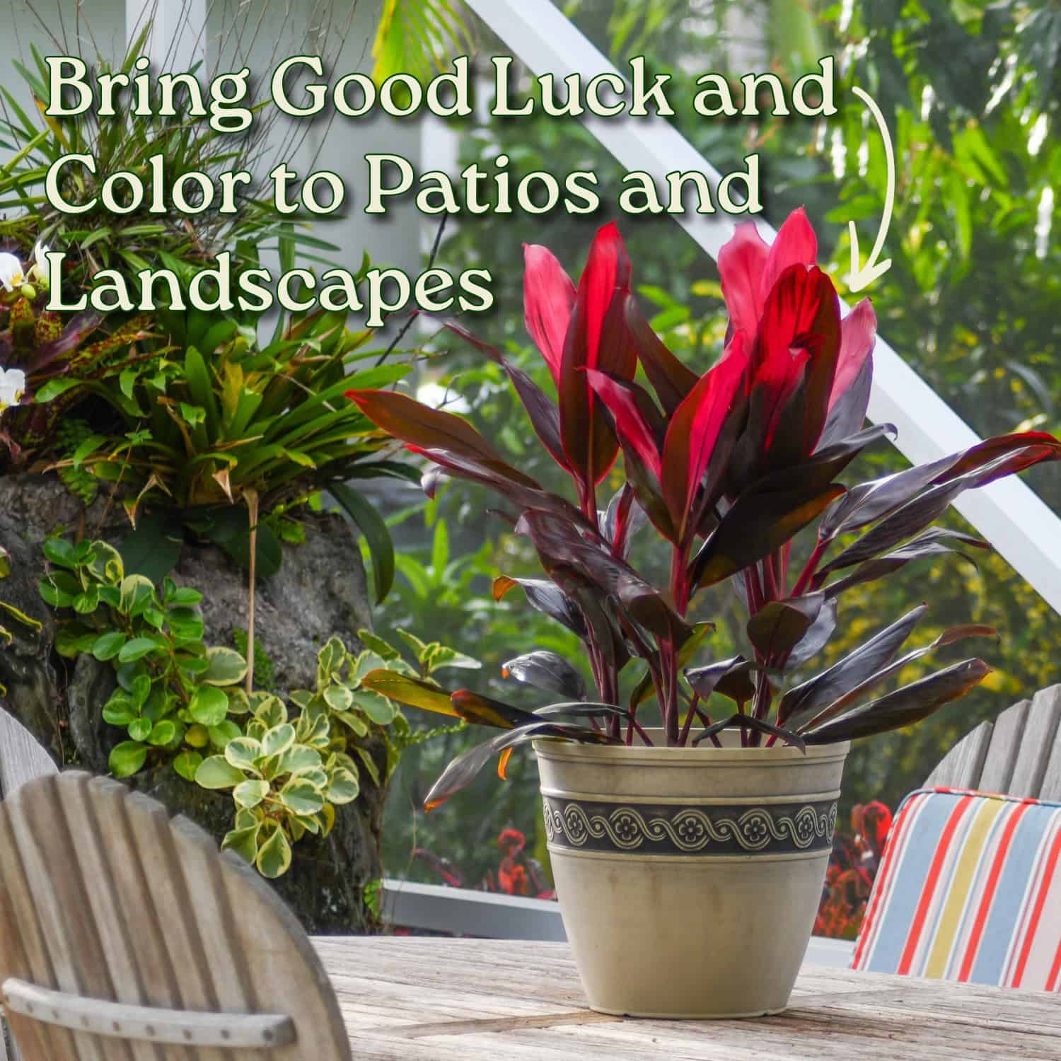 Tropical Plants of Florida Hawaiian Ti Plant in 3 Gallon Nursery Pot 1 Pack  in the Shrubs department at Lowes.com