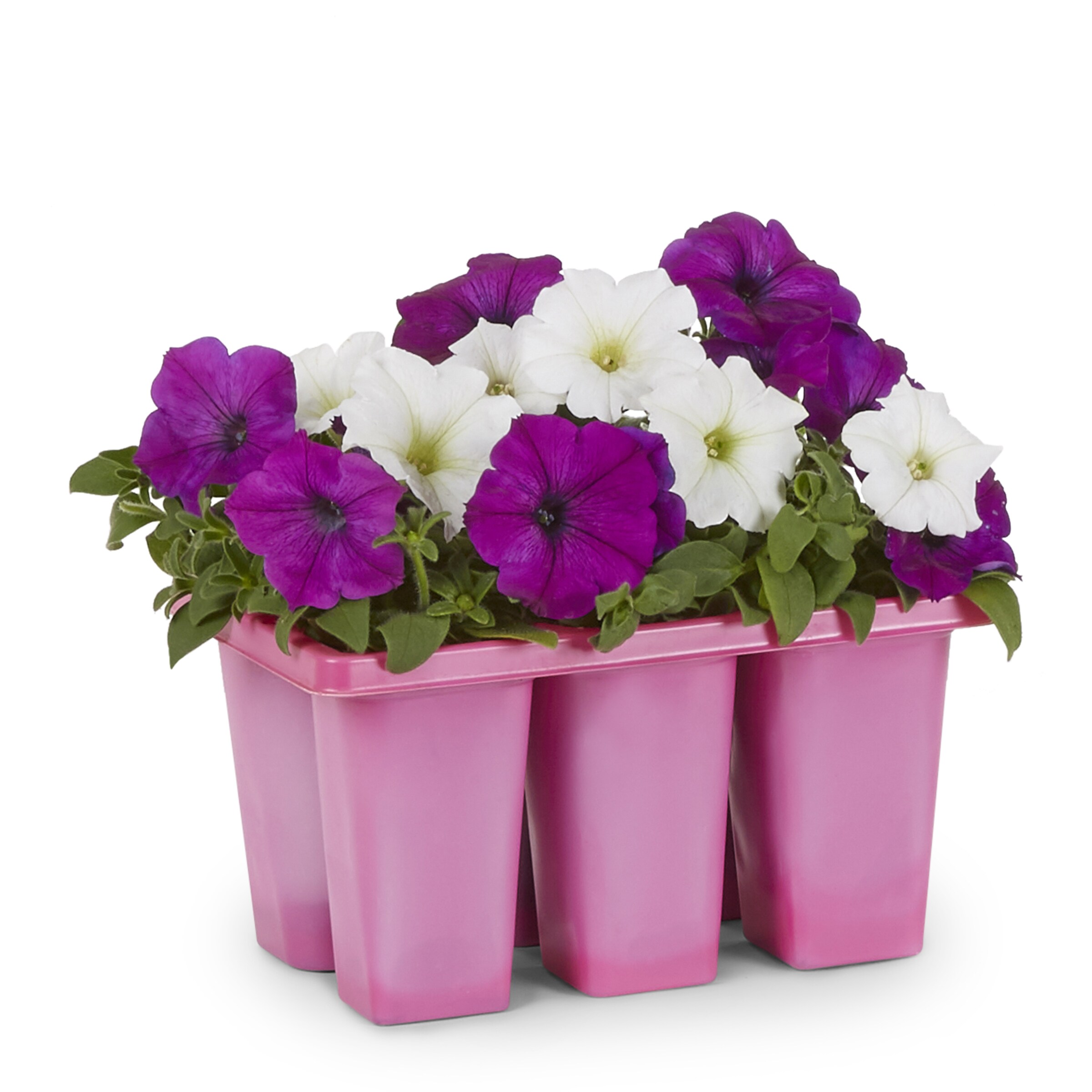 Lowe's Multicolor W Hdl Petunia Prem in 6-Pack Pot in the Annuals ...