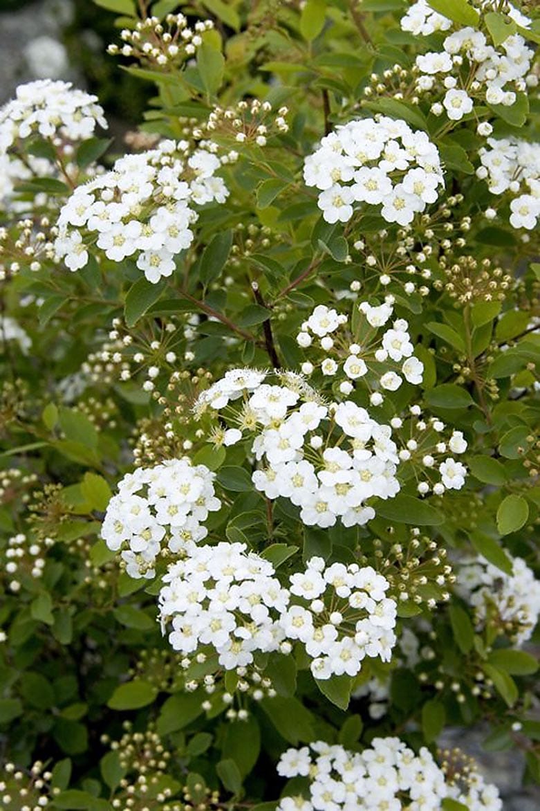 Monrovia 071612 White Renaissance Spirea Flowering Shrub in In pot (with soil)