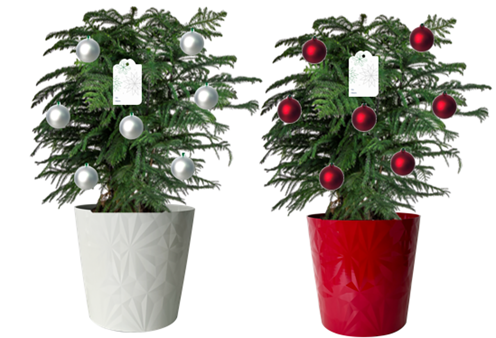 Costa Farms NURSERY Norfolk Island Pine House plant in 2.25 Gallon(s) Pot 1 -Pack