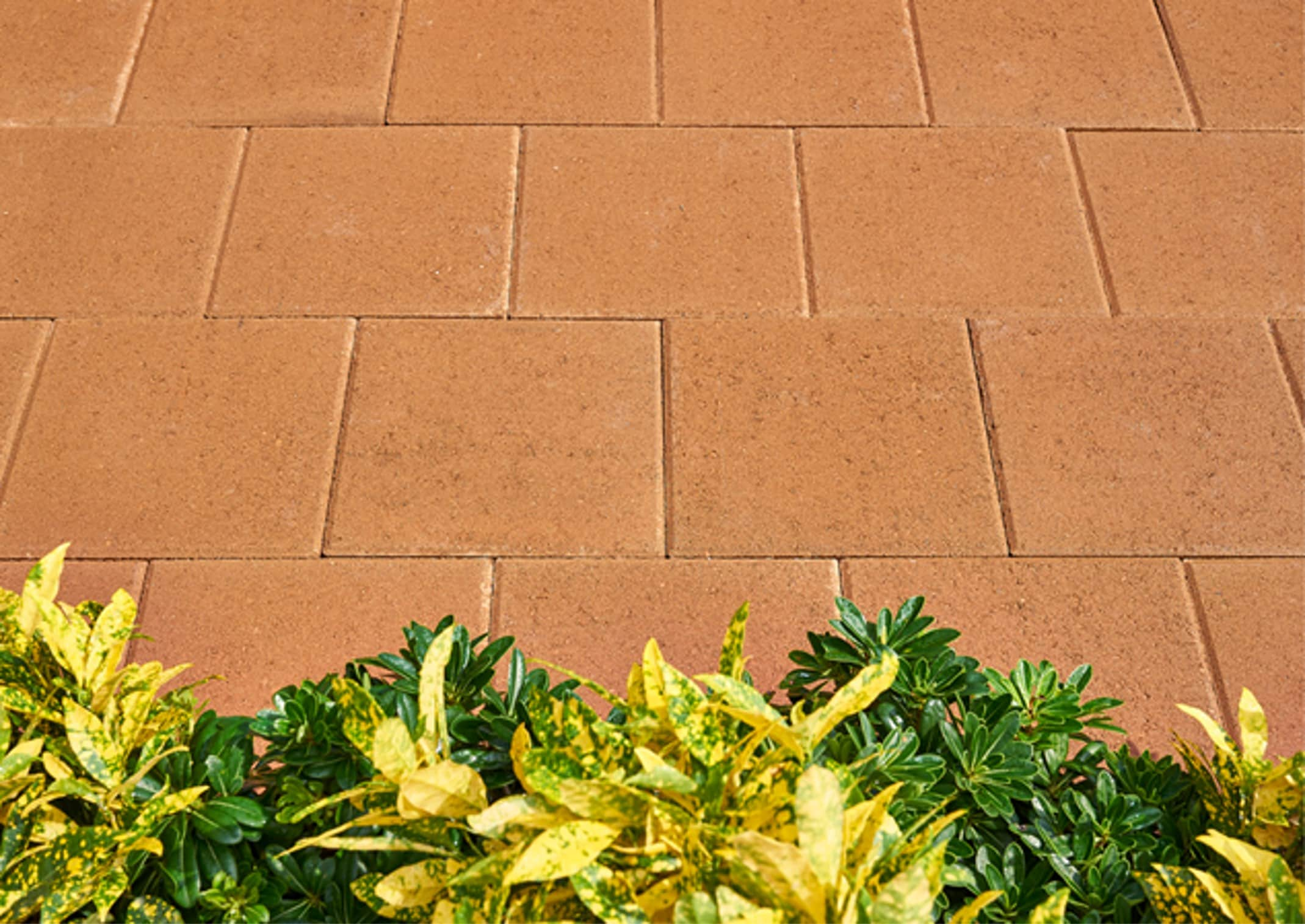 Pavestone 12-in L x 12-in W x 2-in H Square Tan Concrete Patio Stone ...