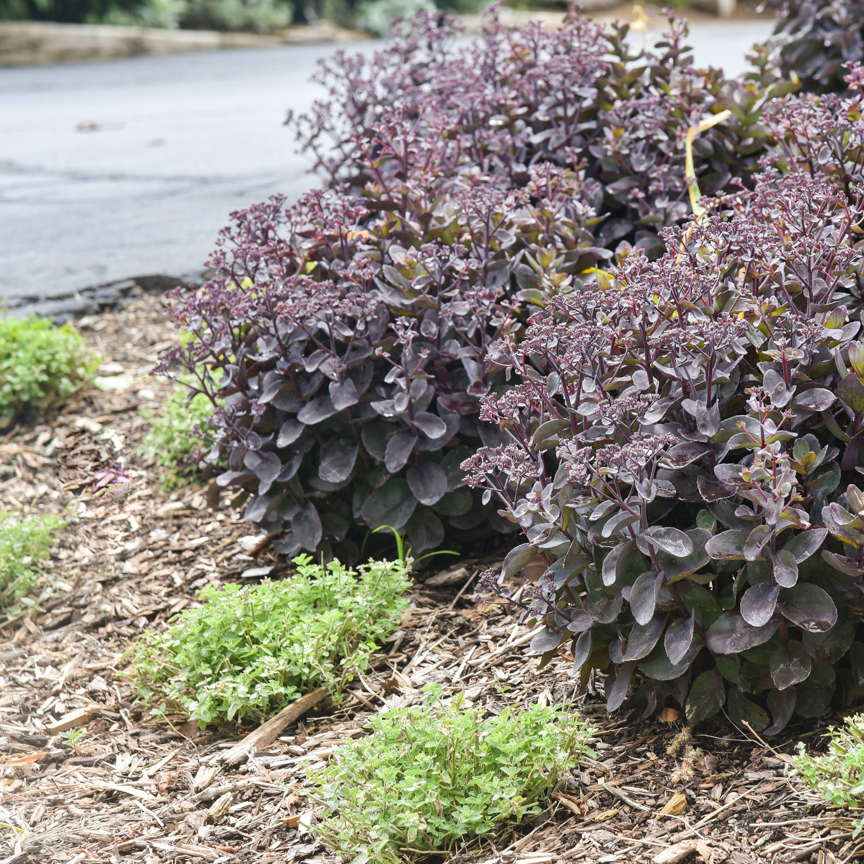 Proven Winners SEDPWP1117800 perennials - View #6