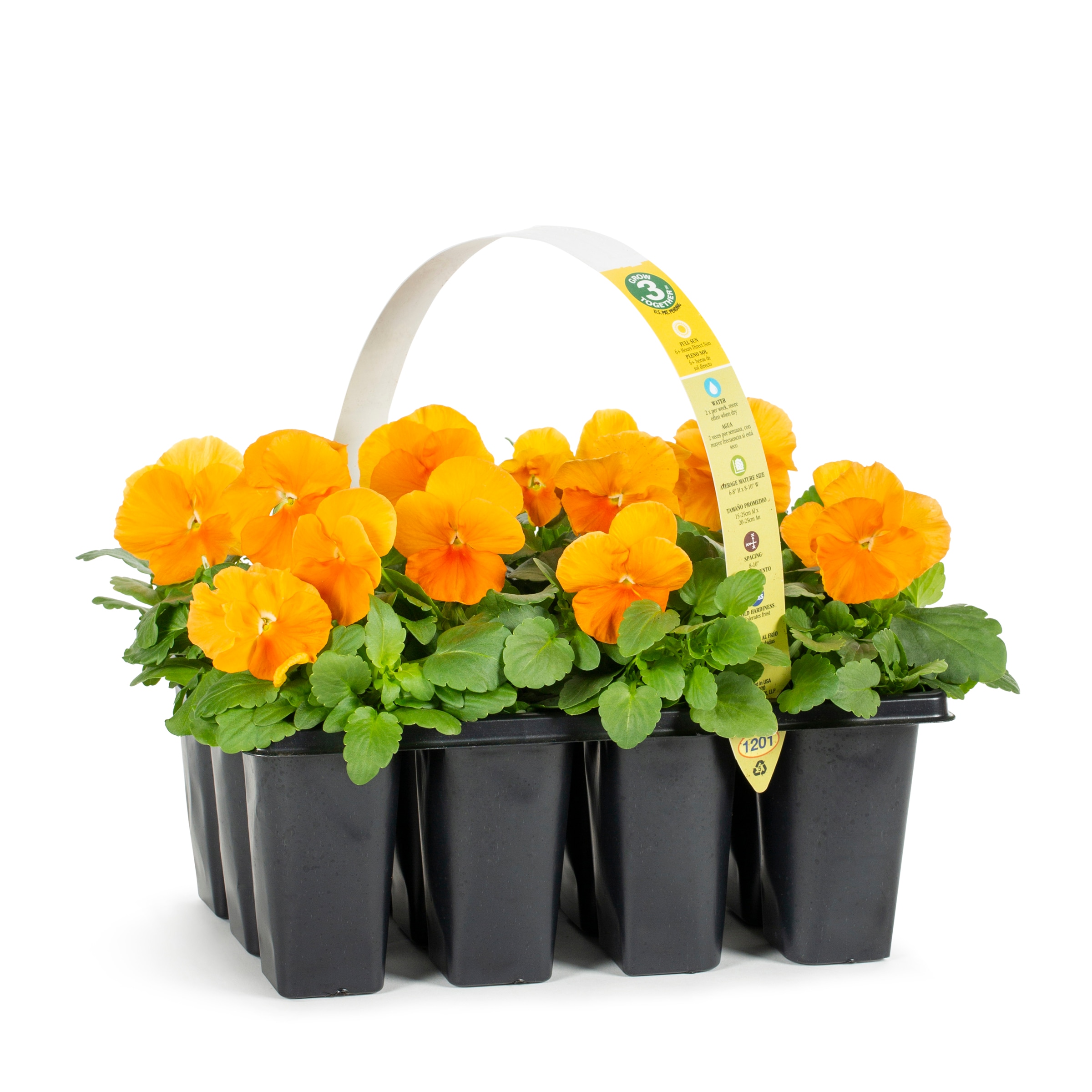 Lowe's Multicolor Pansy in 2.5-Quart Pot in the Annuals department