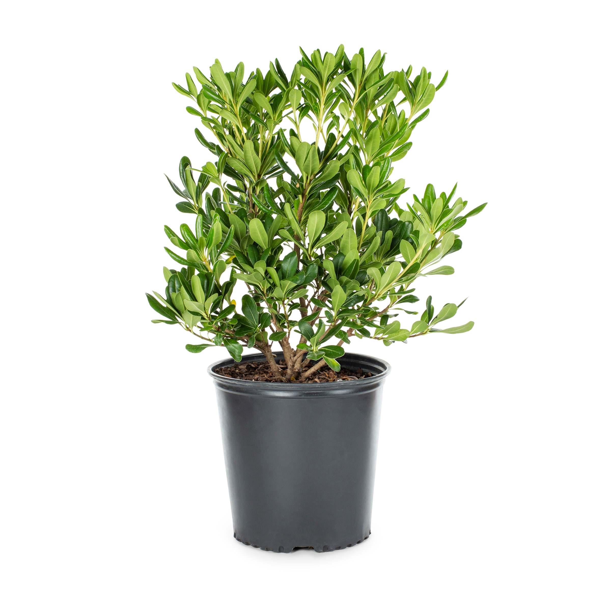 Lowe's NURSERY Pittosporum Foundation/Hedge Shrub in 2.25 -Gallon Pot with White Blooms