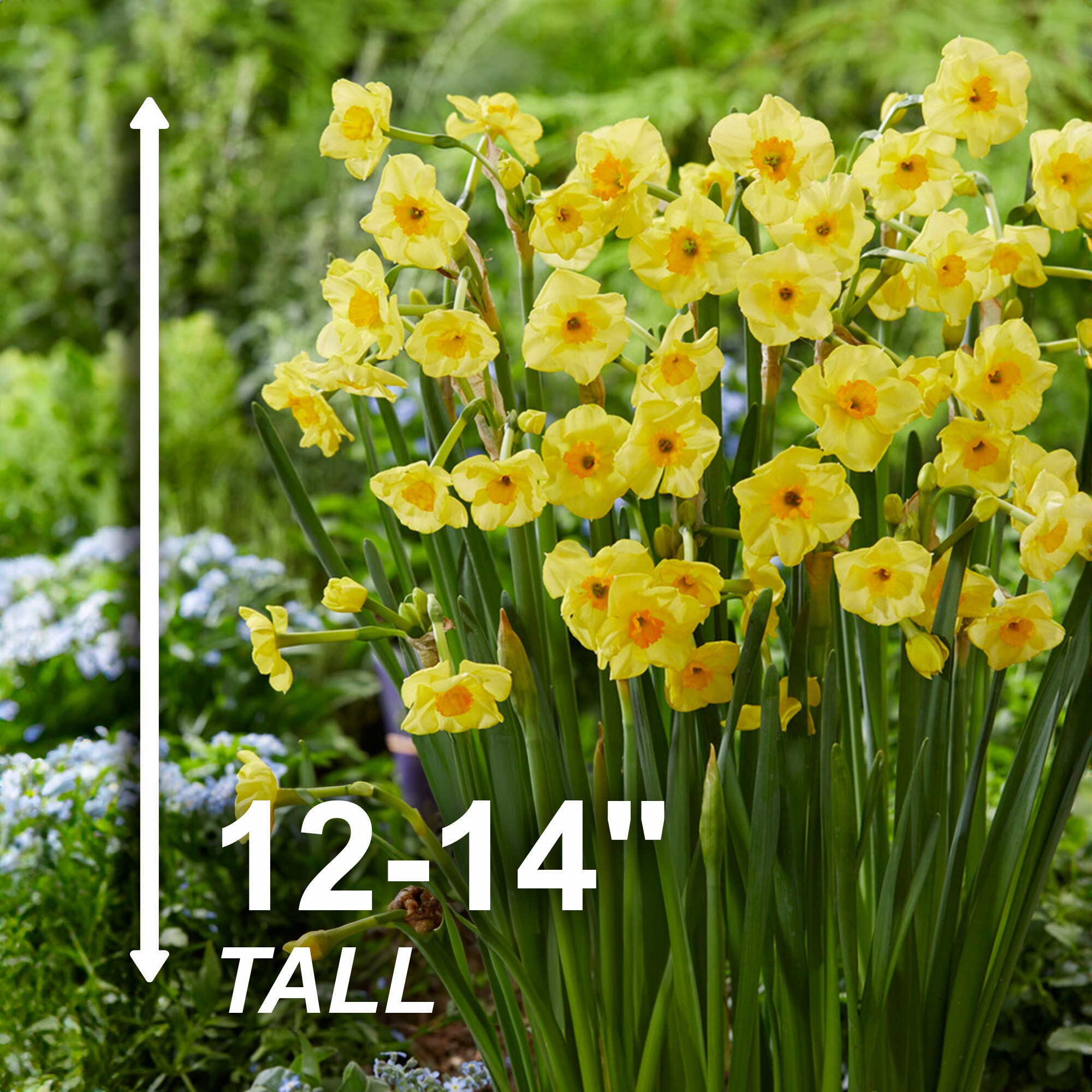 Garden State Bulb ECF-115-25-01 Plant-Bulbs - View #3