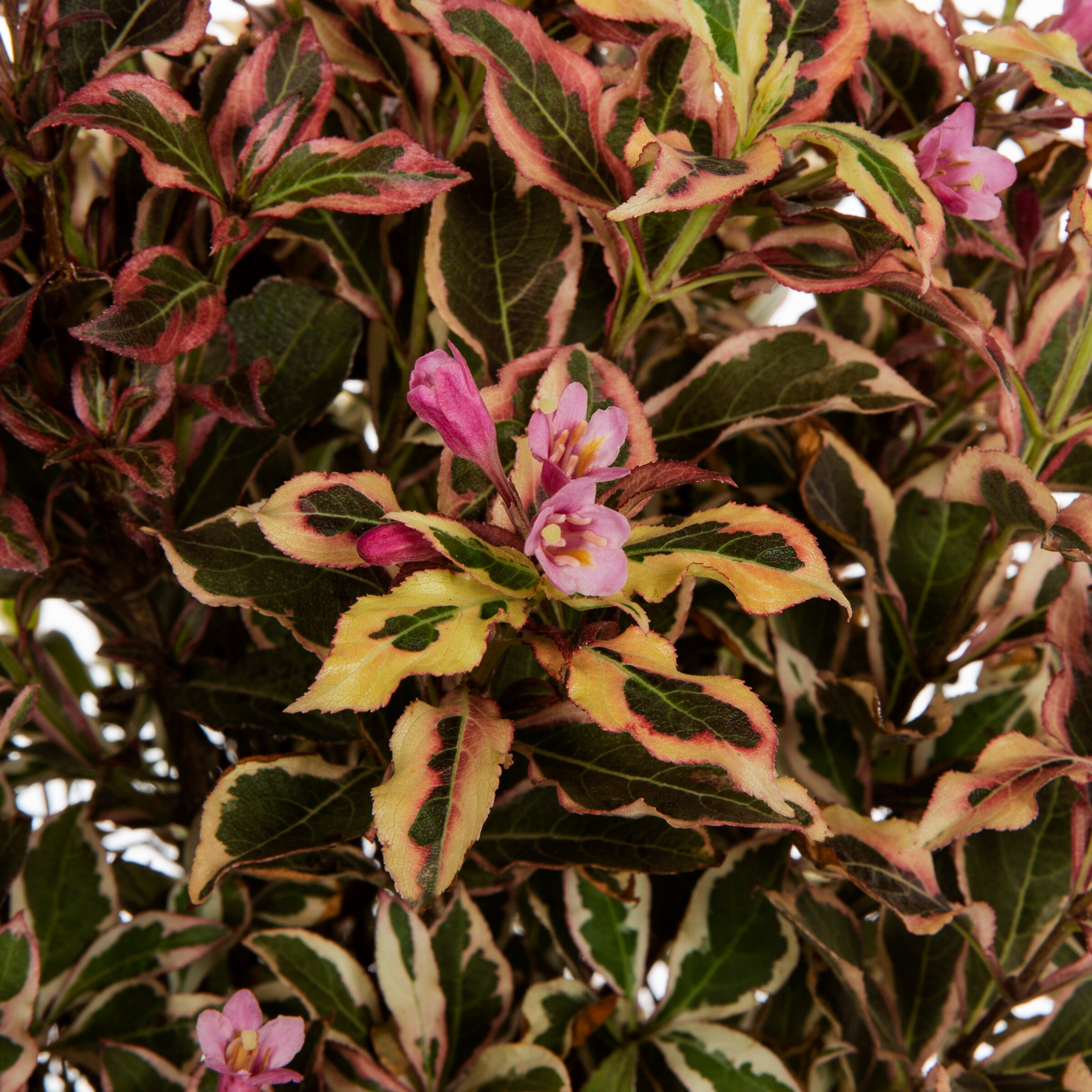 Proven Winners 541592 shrubs - View #2