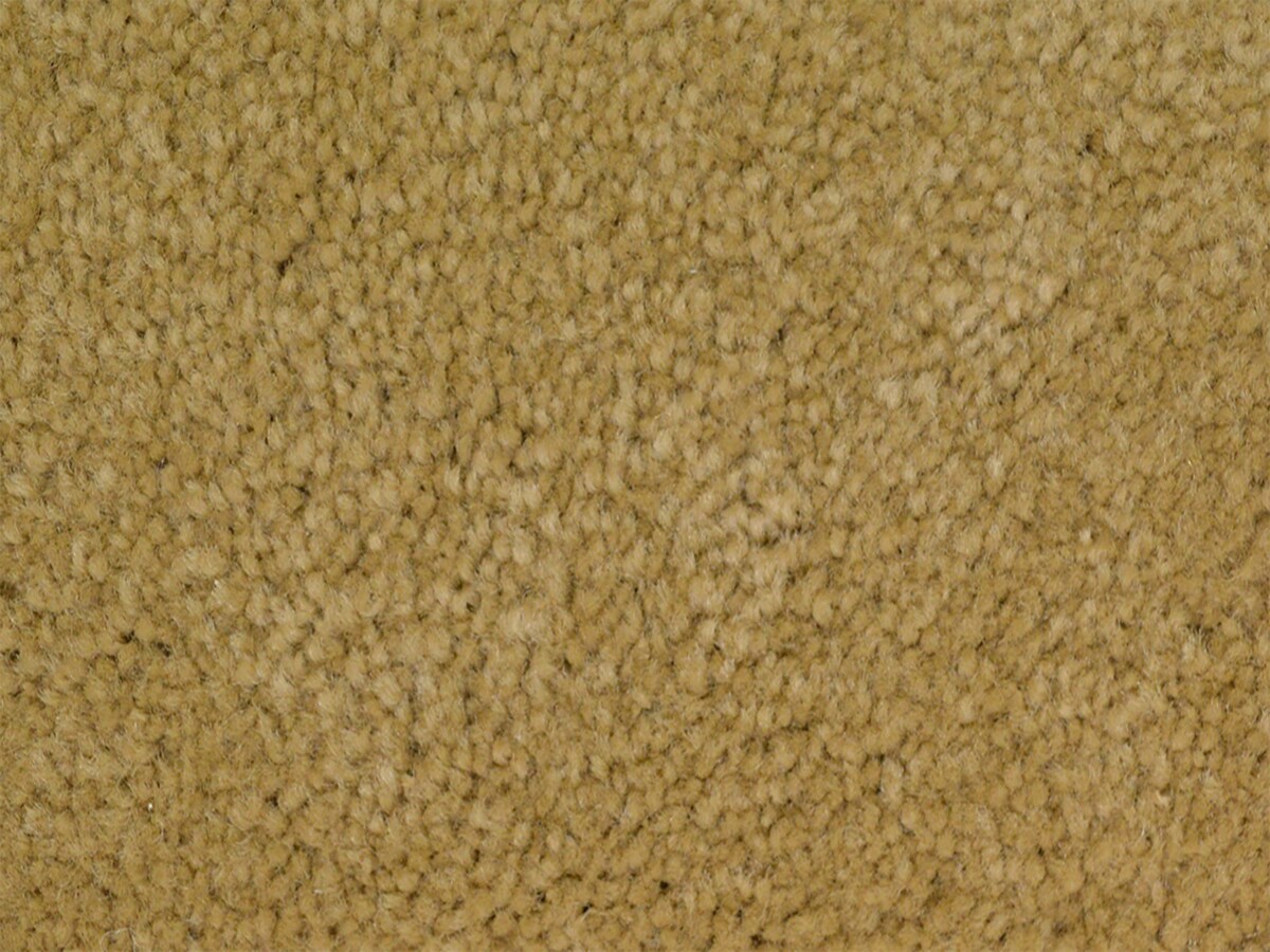STAINMASTER S621173POINTS-INTS (Sample) PetProtect Best in Show Points Plush Carpet
