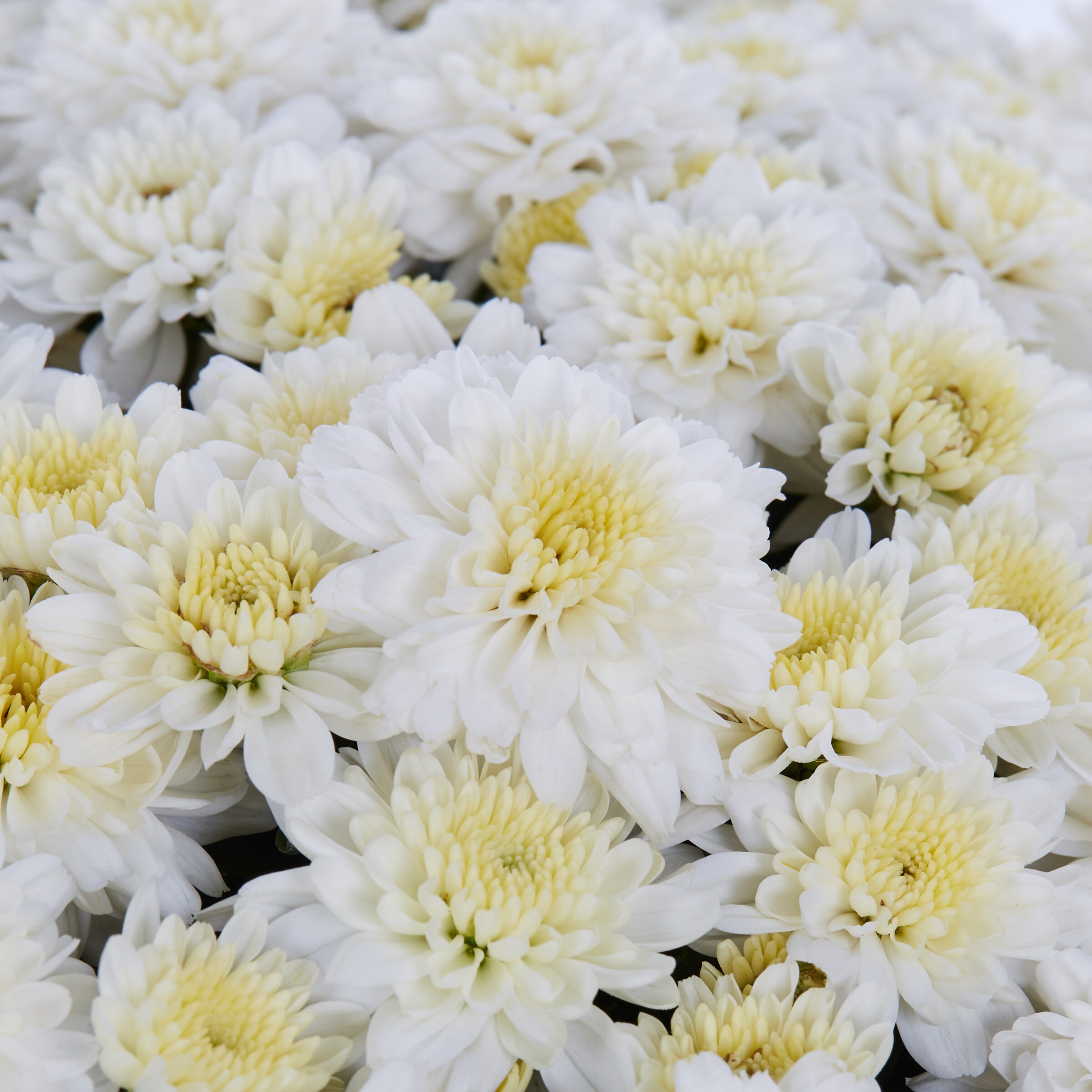 Lowe's NURSERY annuals - View #2