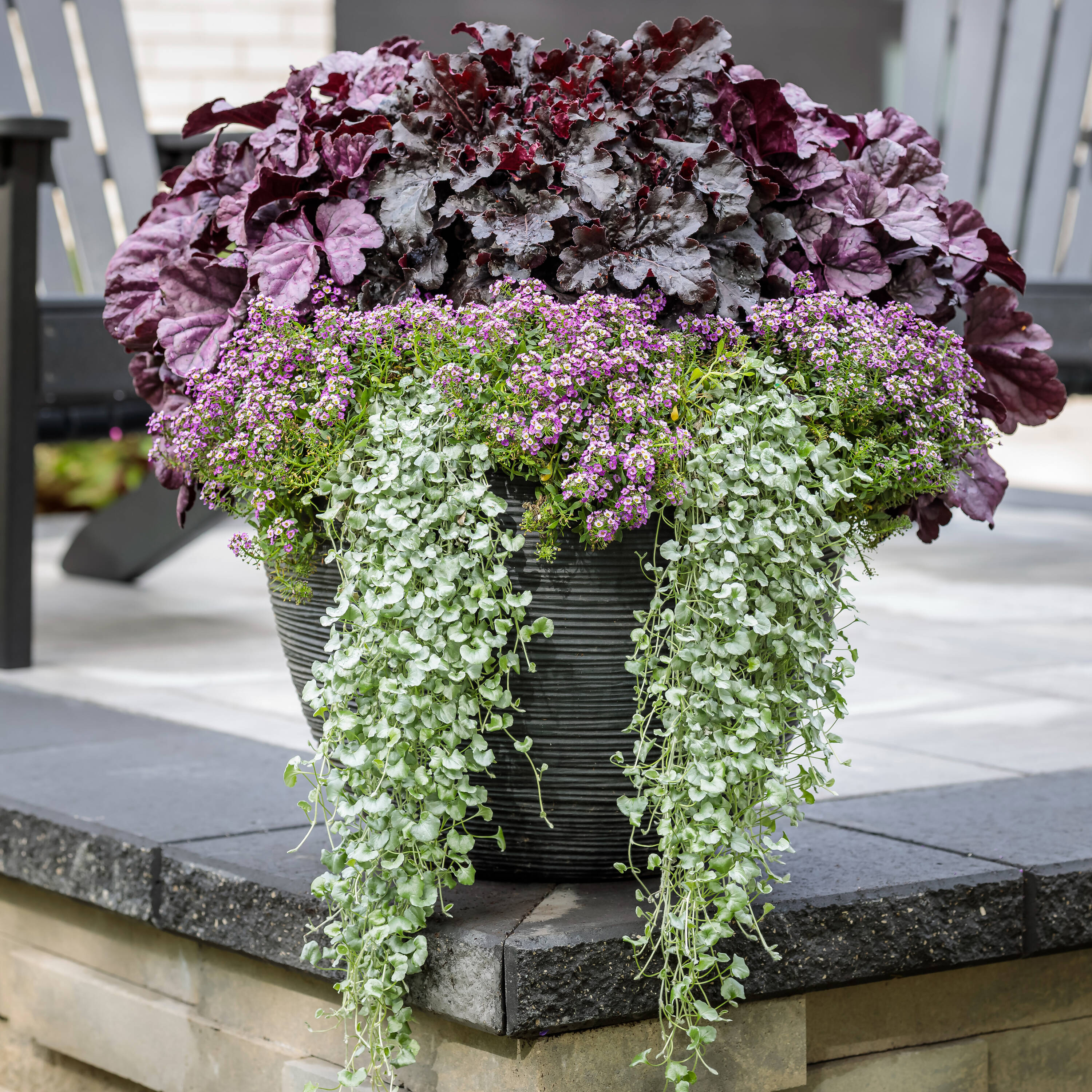 Proven Winners White Dressed Up 'evening Gown' Coral Bells (heuchera ...