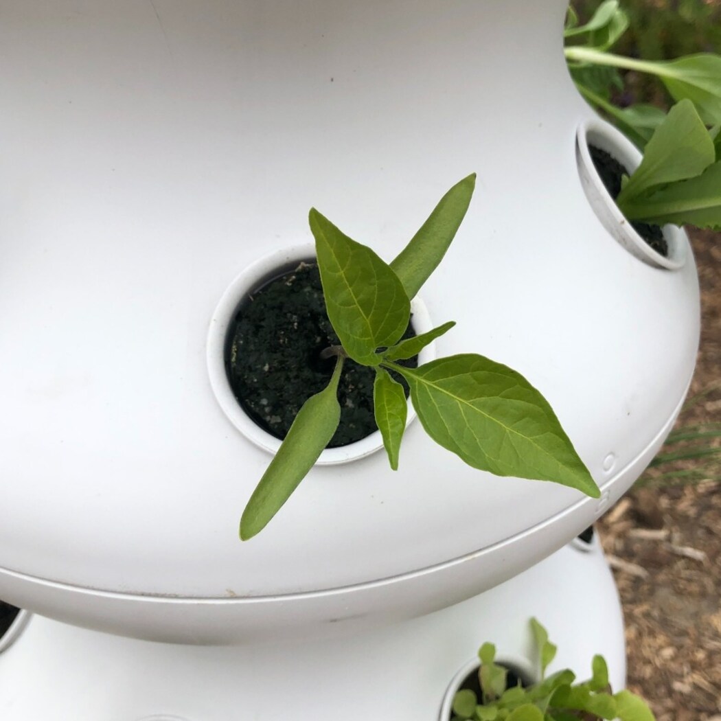 Lettuce Grow SO-SV-6-3443 Vegetable-Plants - View #7