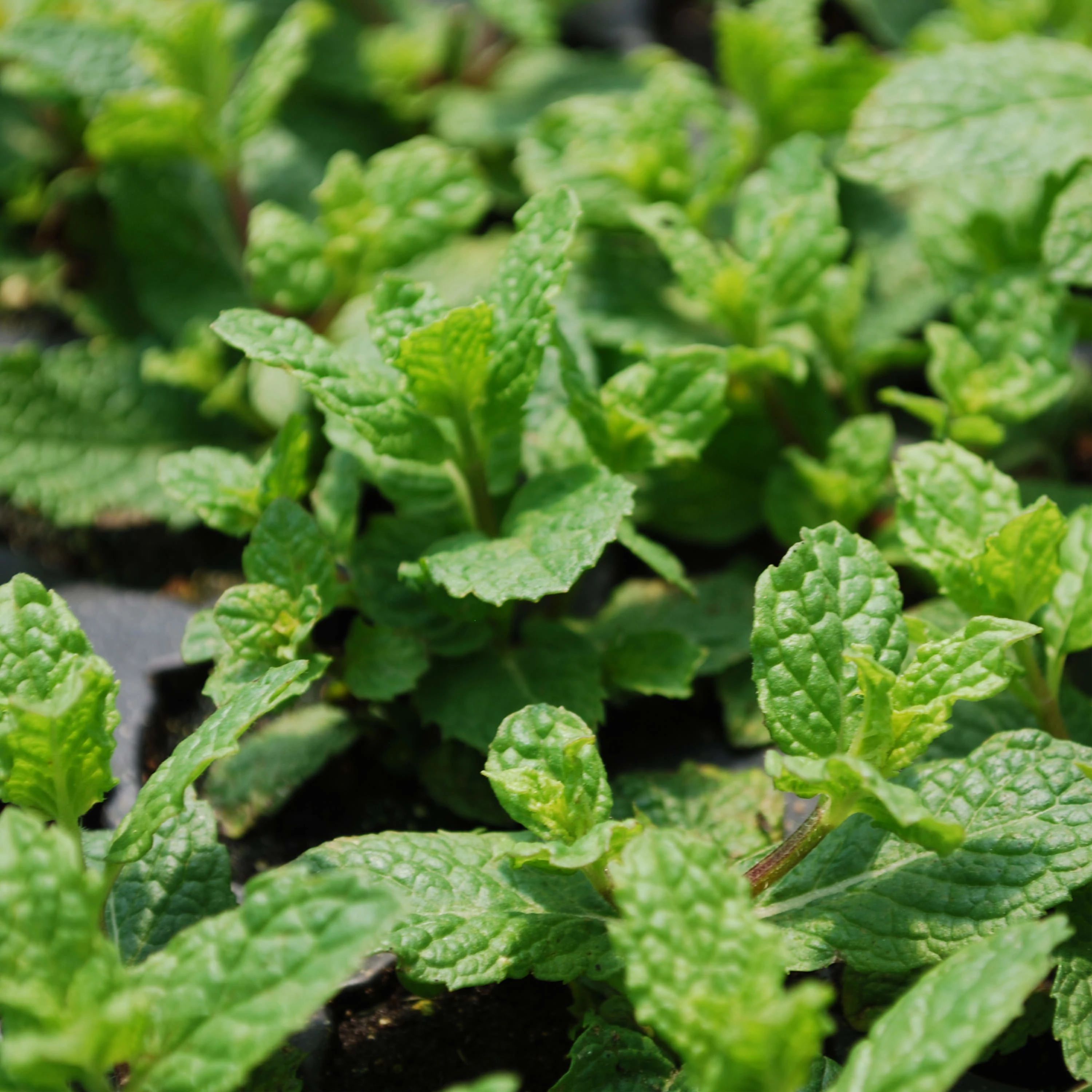 Bonnie Plants 207394 Herb-Plants - View #3