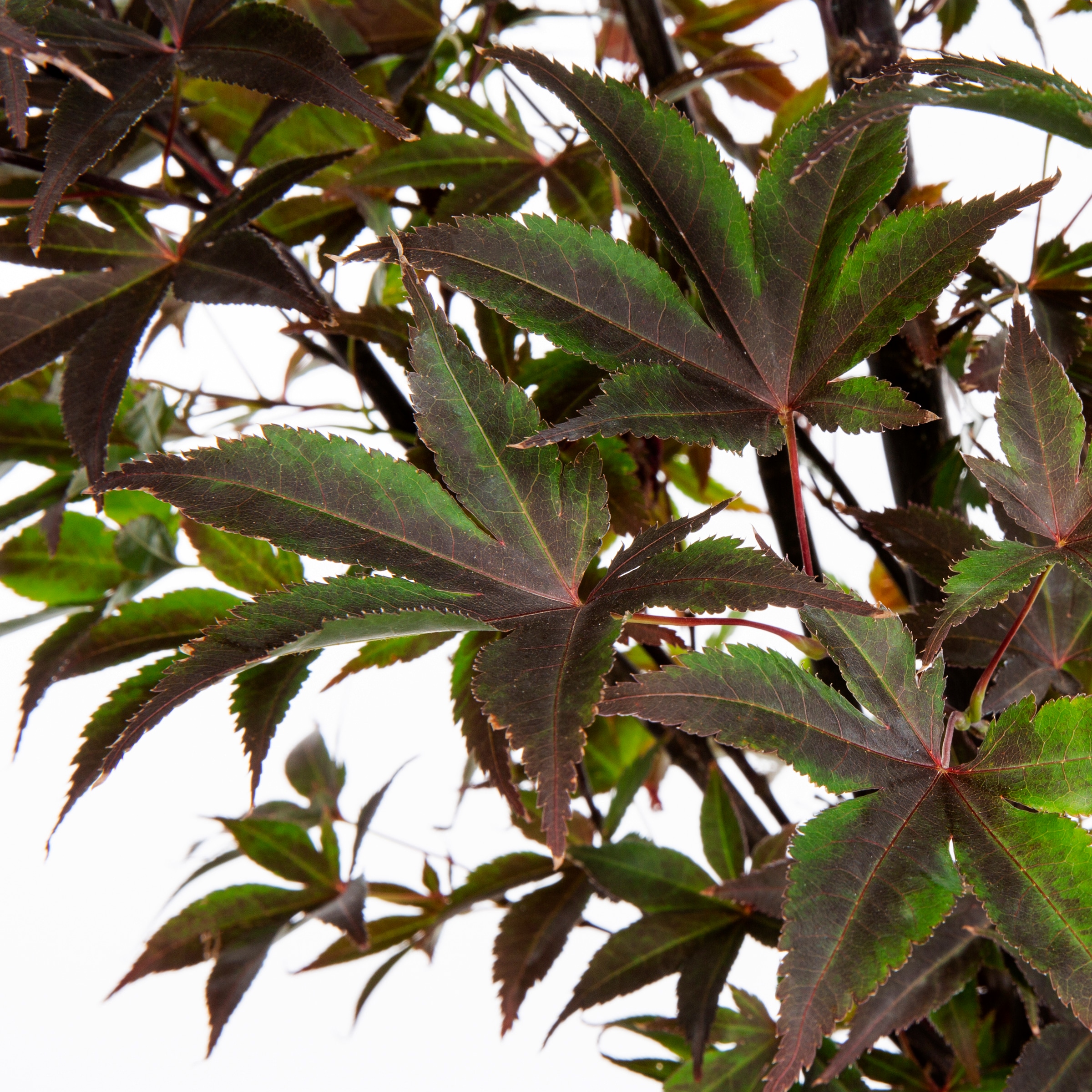 Lowe's NURSERY shrubs - View #4
