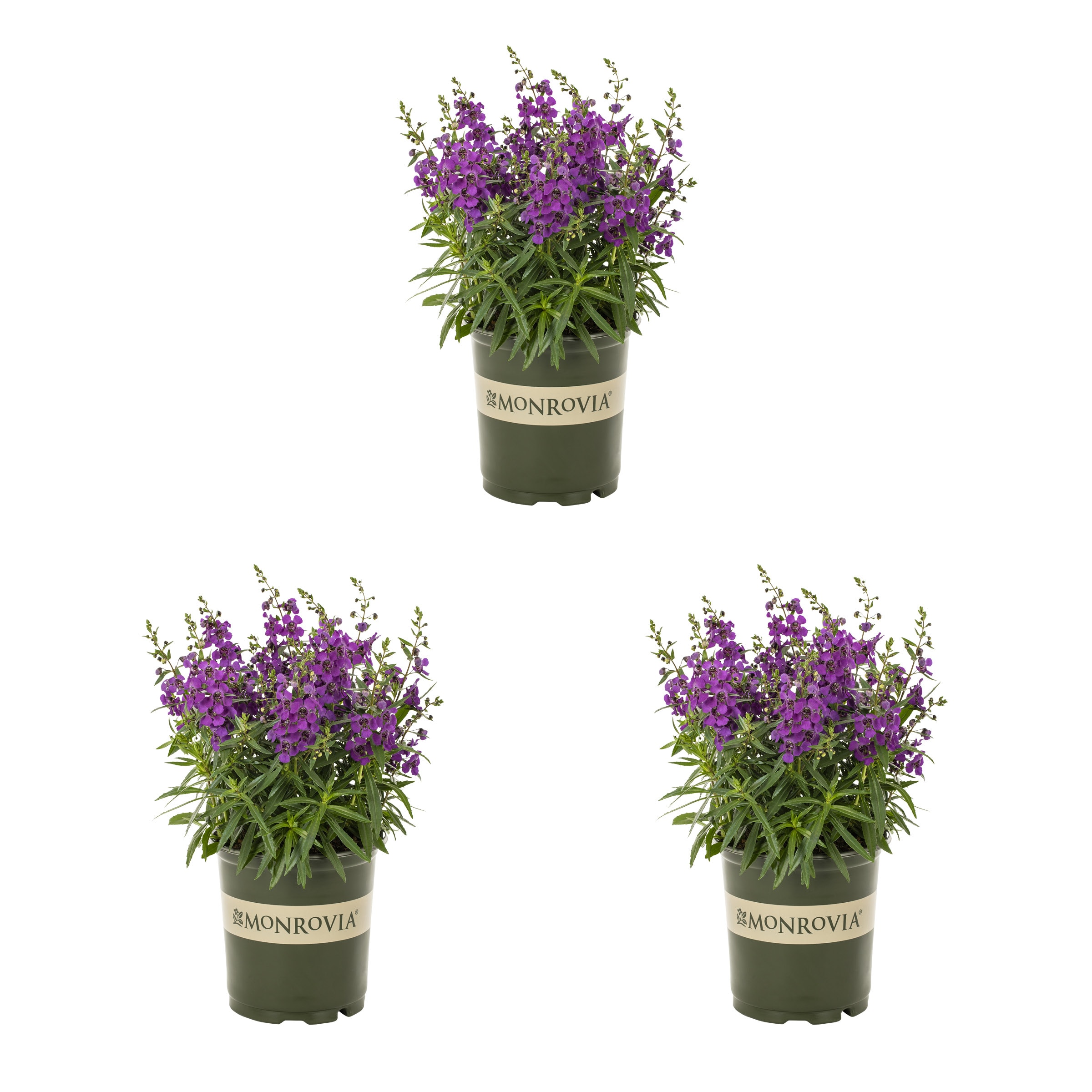 Deer Resistant Angelonia Annuals at Lowes.com