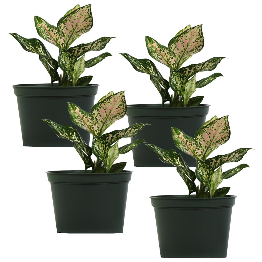 TropicalPlants.com ANFAGWISH4PK06 6-in 4-Pack Evergreen in Plastic Pot