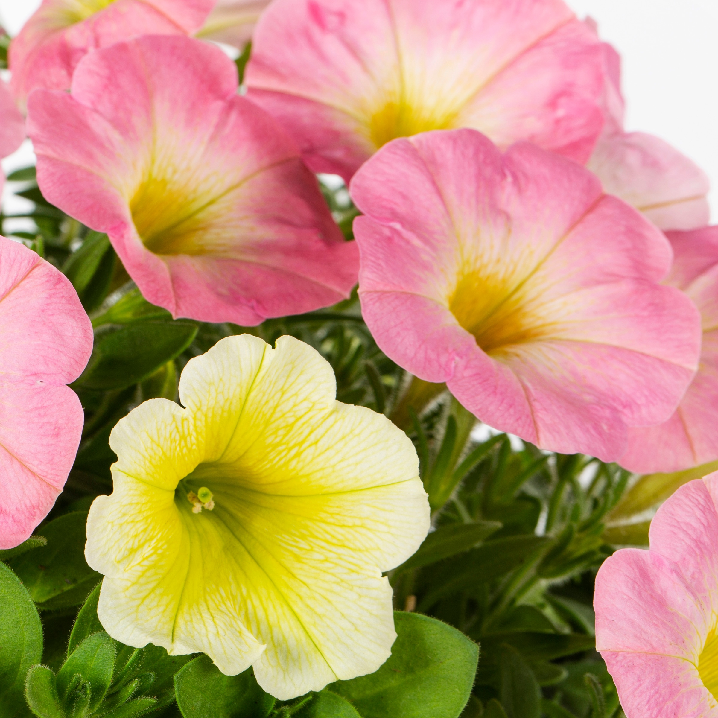 Metrolina Greenhouses 79213 annuals - View #2