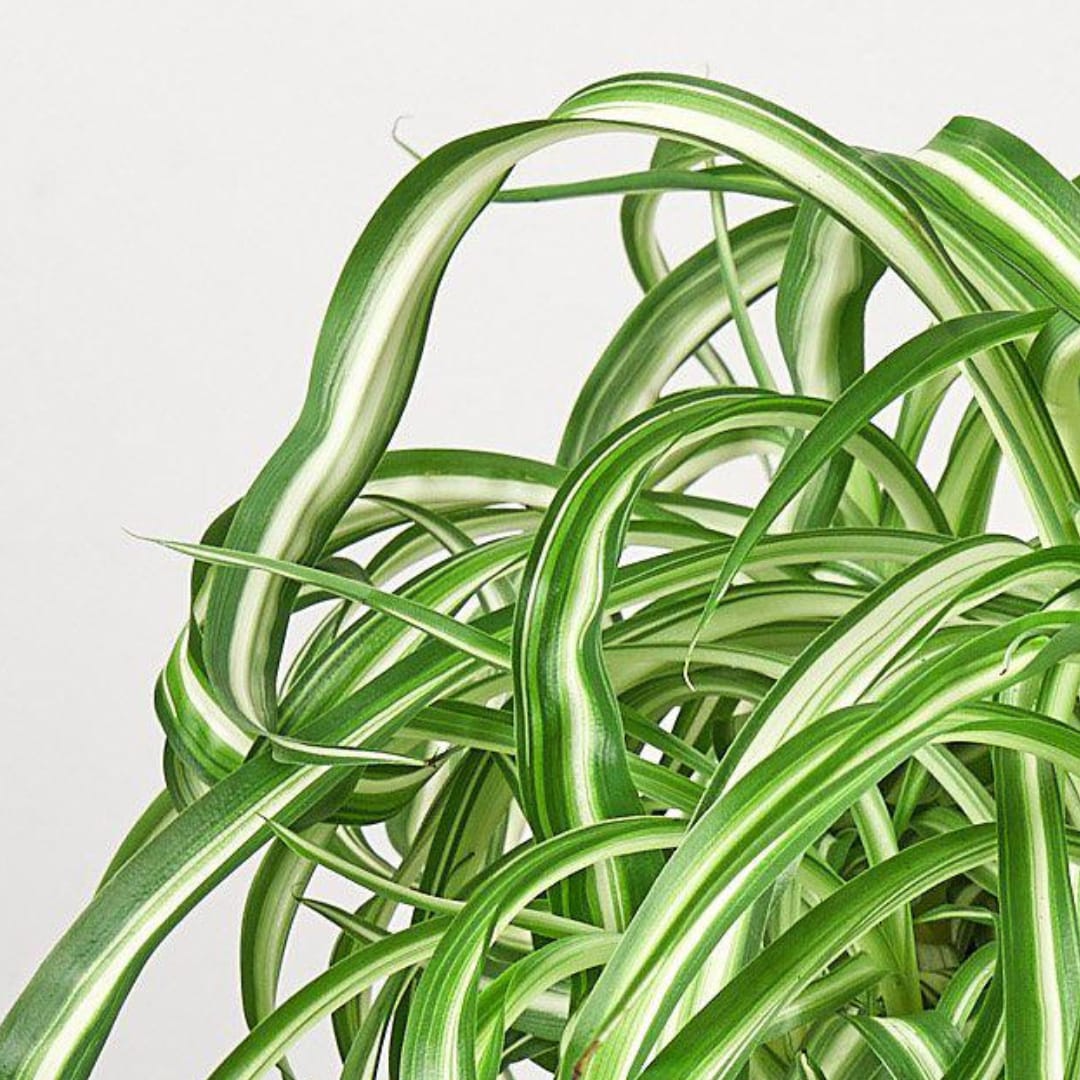 House Plant Shop 6-SPIDER-BONNIE hseplants - View #3