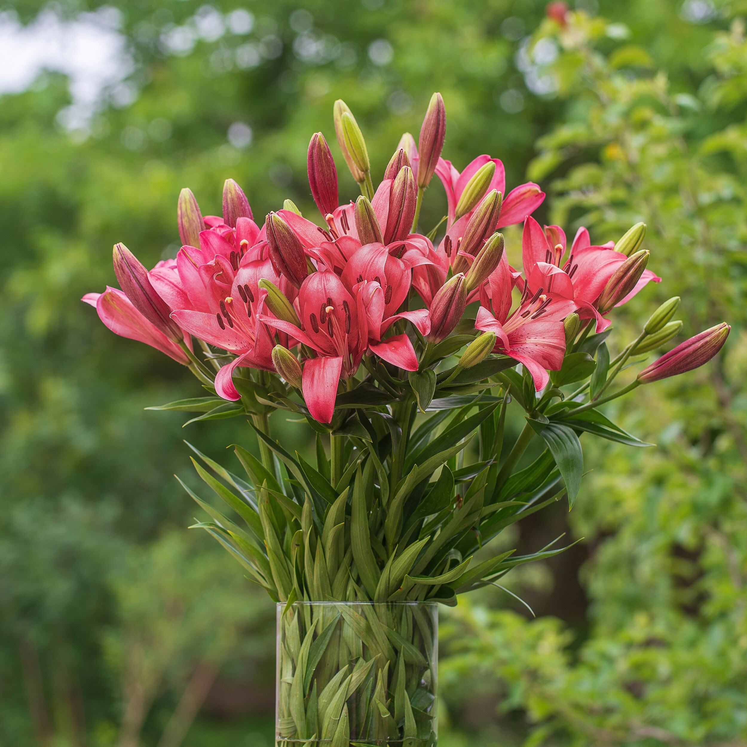 Garden State Bulb ECS-35-10-01 Plant-Bulbs - View #7