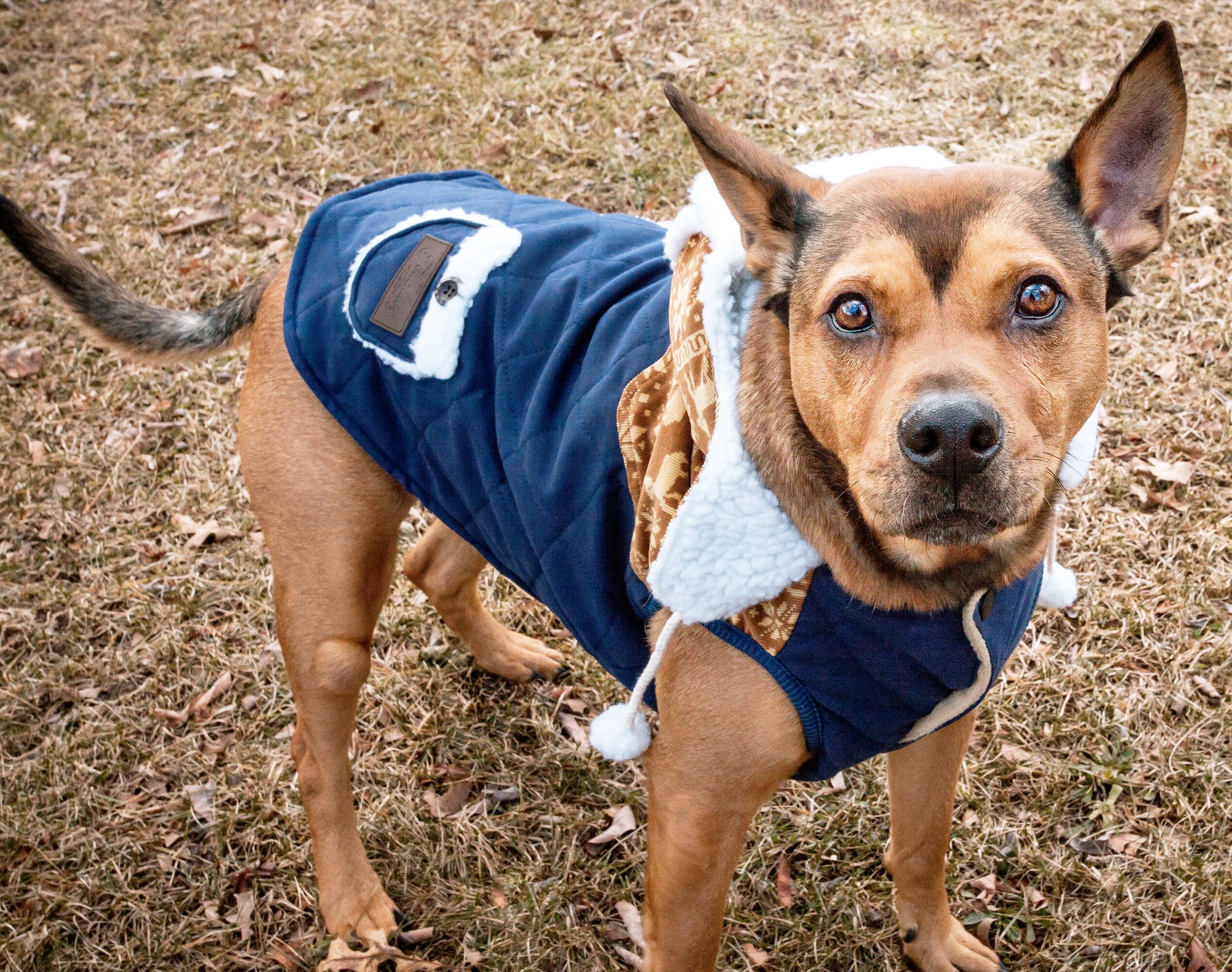 Touchdog JKTD8YBLMD Dog-Apparel - View #7