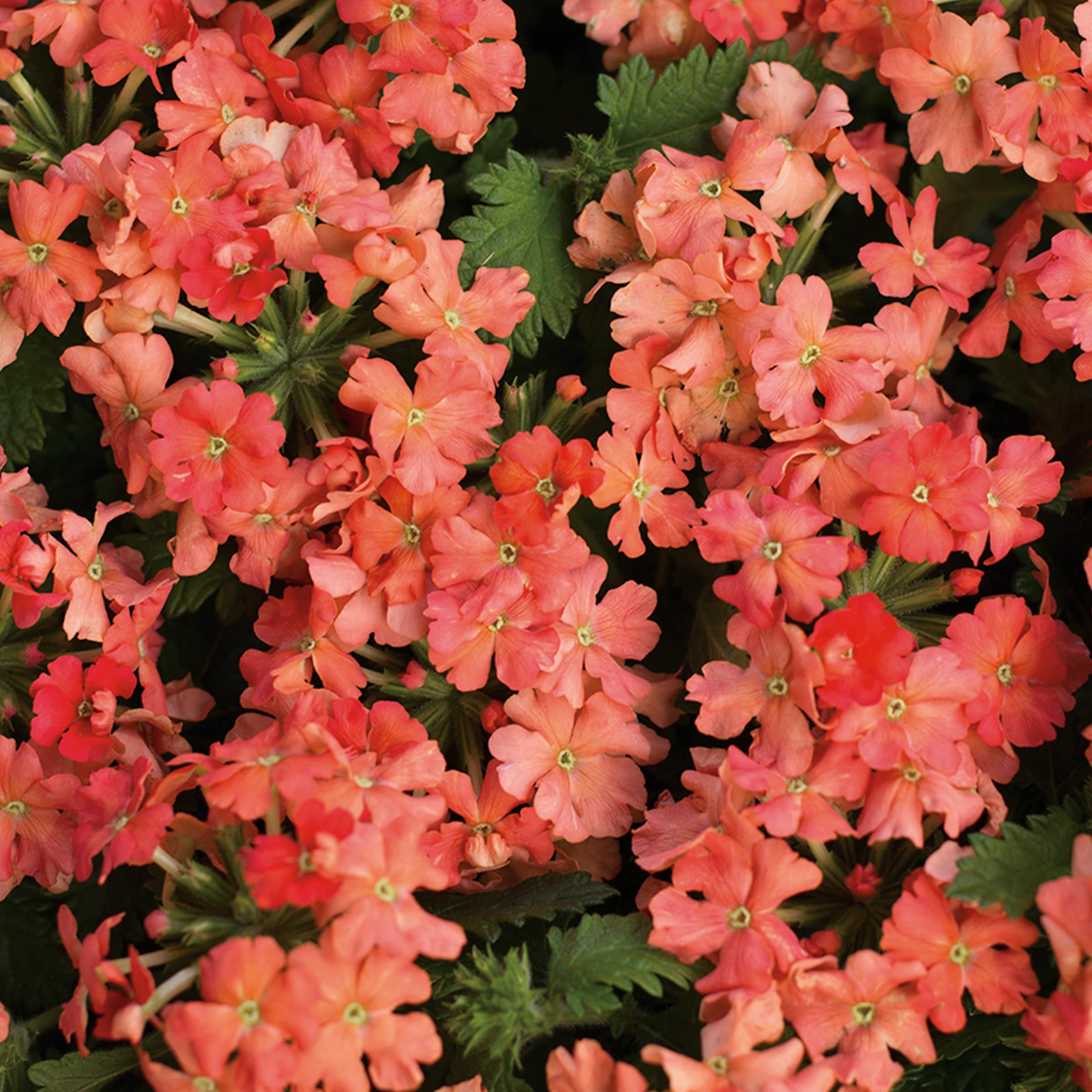Proven Winners 5199190 annuals - View #2