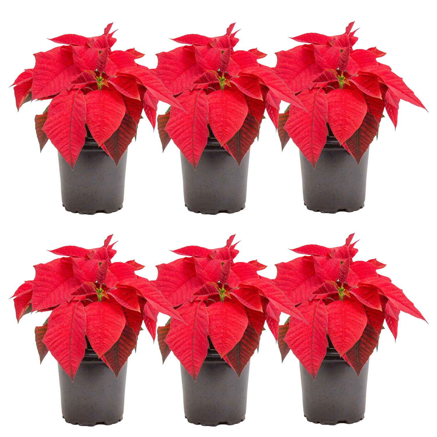 Costa Farms T-POI-G-POT-06-LW 1 -Pint Fresh Christmas Potted Poinsettia 6 -Pack