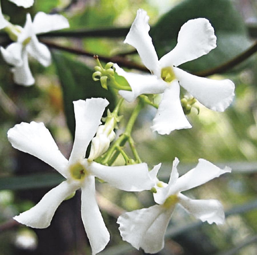 Lowe's NURSERY Confederate/Star Jasmine L3067