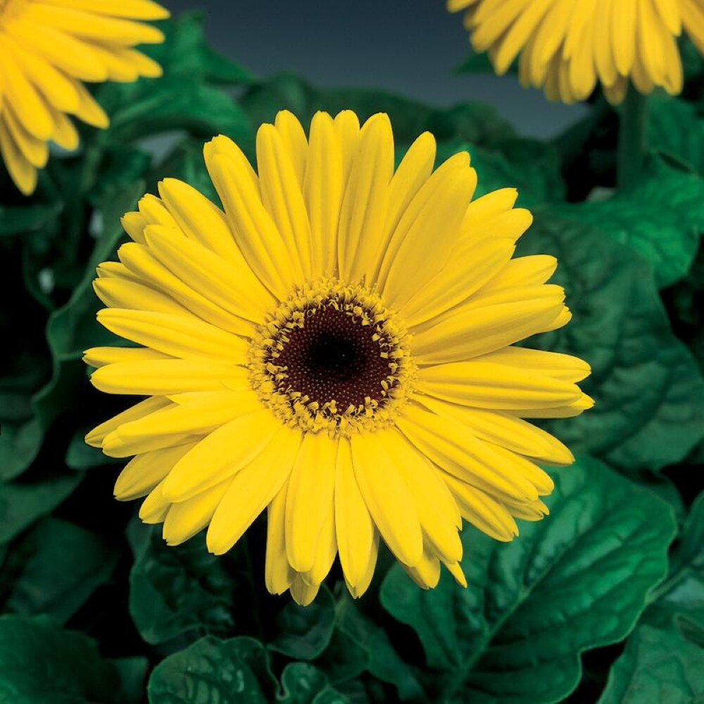 Lowe's NURSERY annuals - View #3