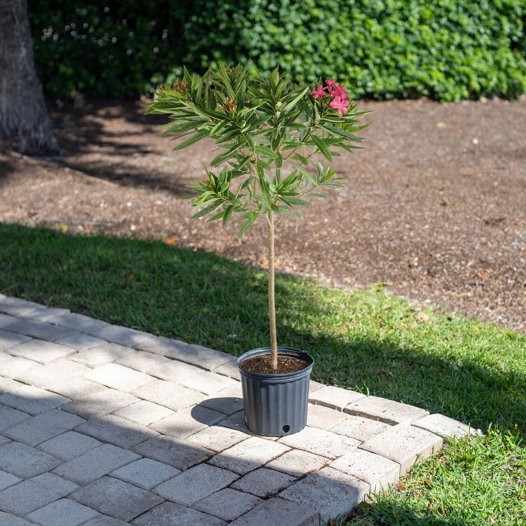 Costa Farms L-OLS-G-POT-01-LW shrubs - View #4