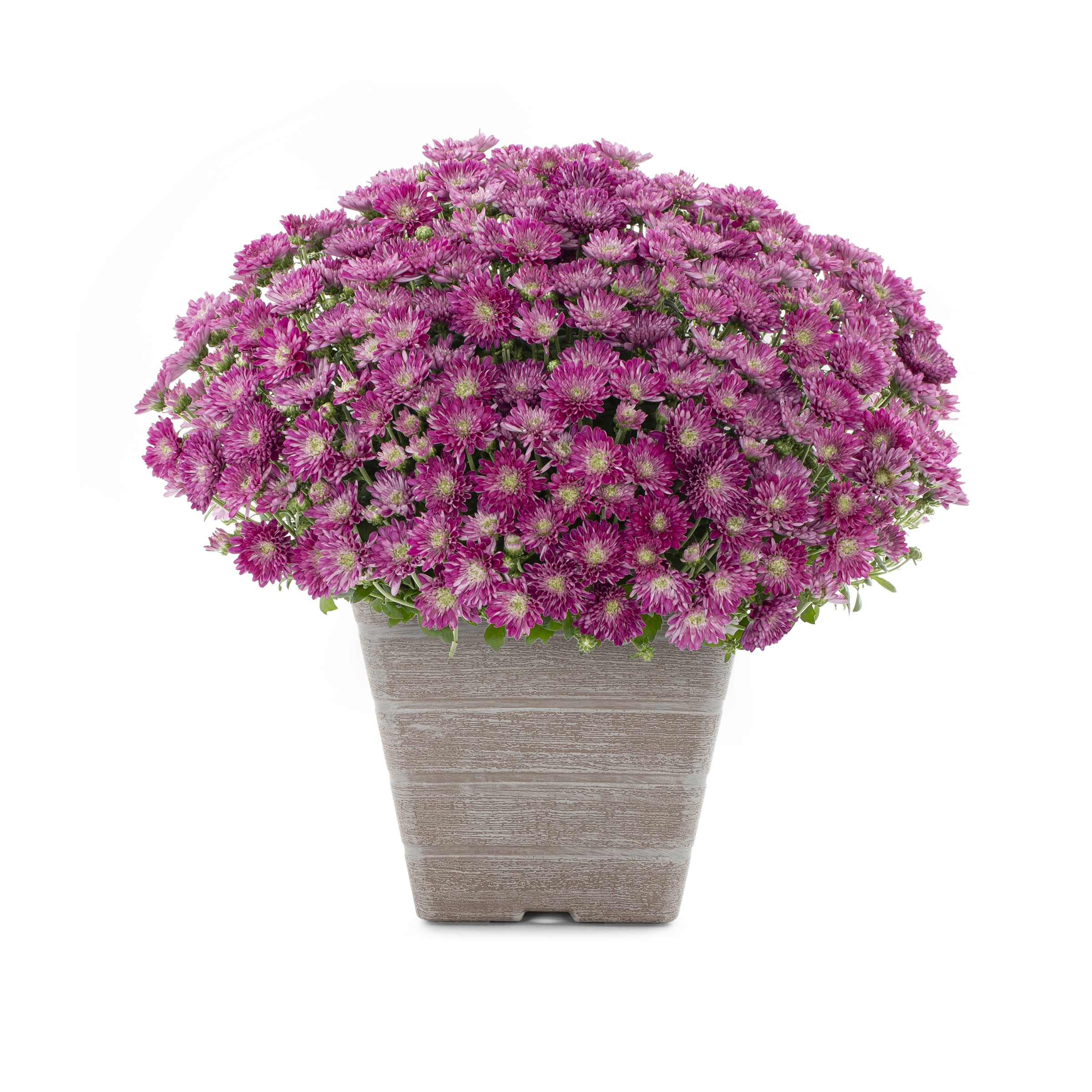 Lowe's NURSERY Purple Mum in 1 Gallon(s) Planter 1 -Pack