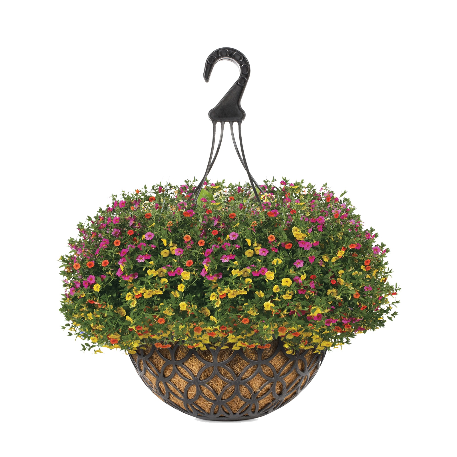 Lowe's Multicolor Calibrachoa in 3-Gallon Hanging Basket in the Annuals ...