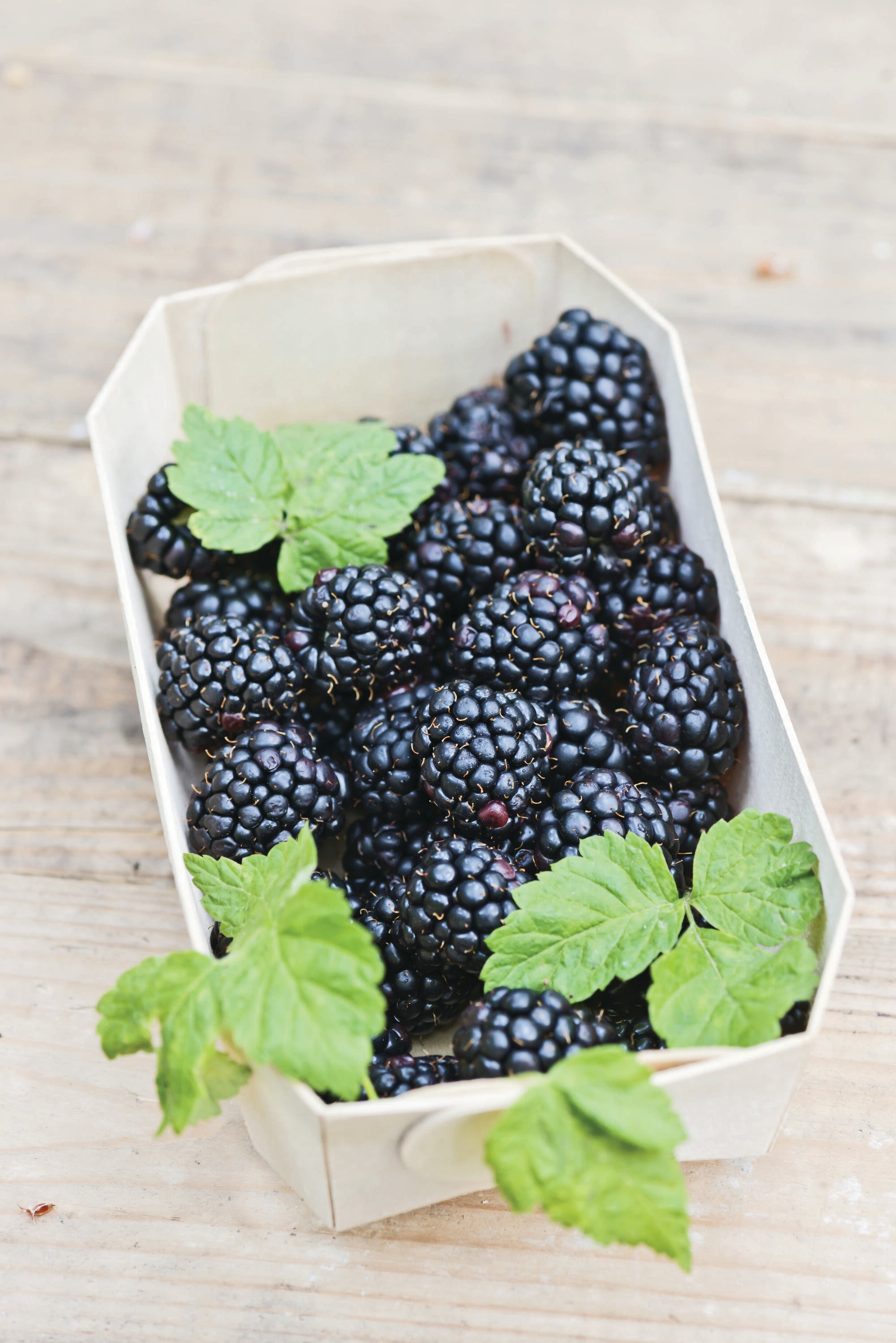 Garden State Bulb 08034 BLACKBERRY CHESTER 1-PK PBS
