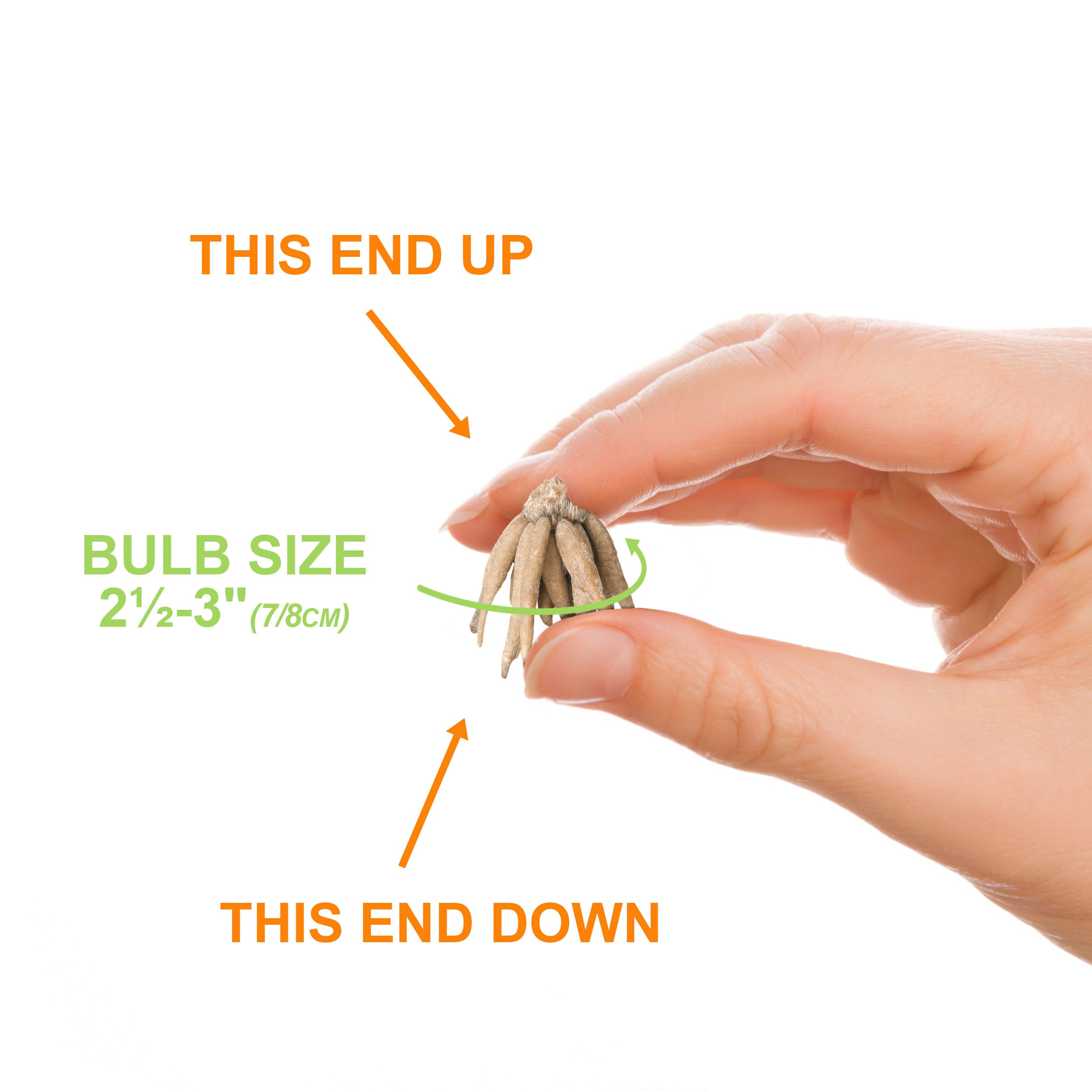 Garden State Bulb ECF-16-100 Plant-Bulbs - View #4