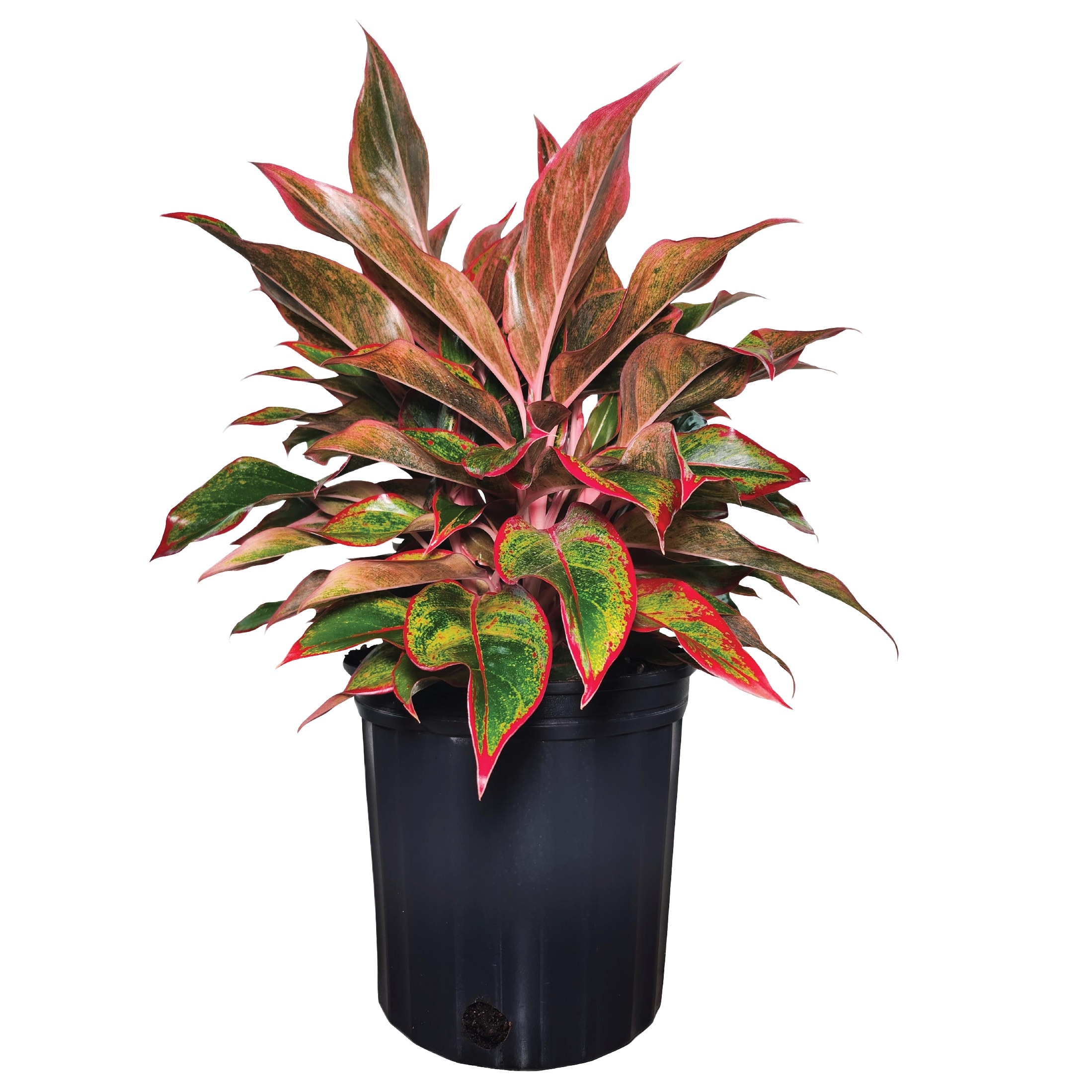 Nature's Way Farms - Aglaonema Siam Aurora Chinese Evergreen House plant in 10 Inch(es) Pot 1 -Pack