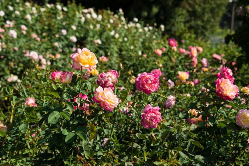 Spring Hill Nurseries 61627 roses - View #4