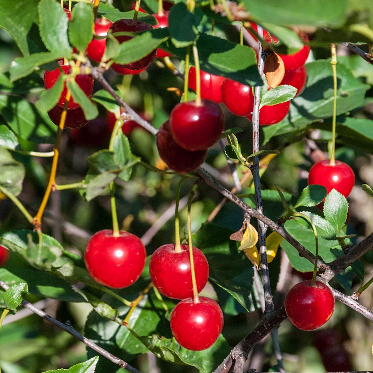 Gurney's Seed And Nursery Wowza Dwarf Bush Cherry Fruit Plant ...