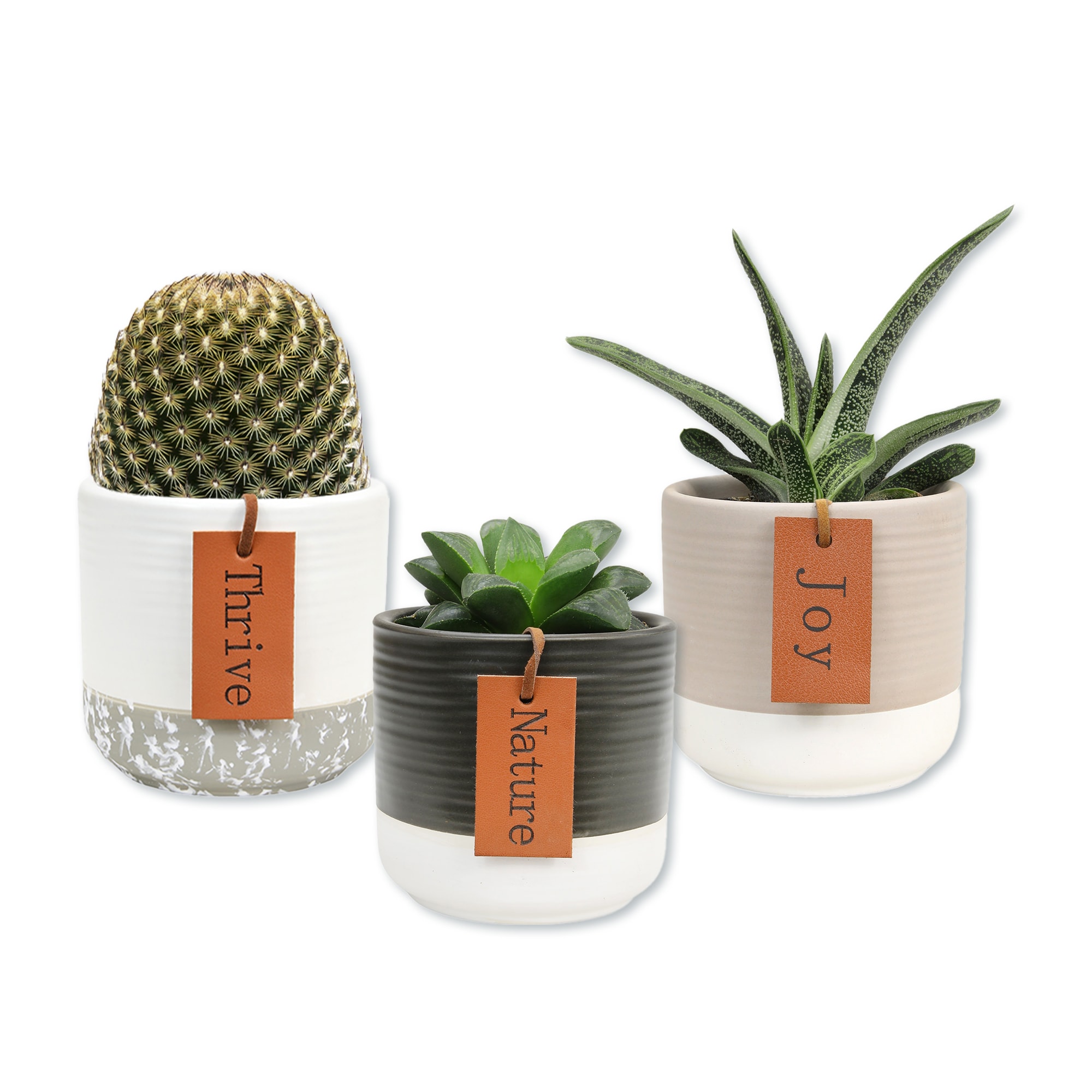 altman plants succulents Assorted Echeveria Tray main image 1